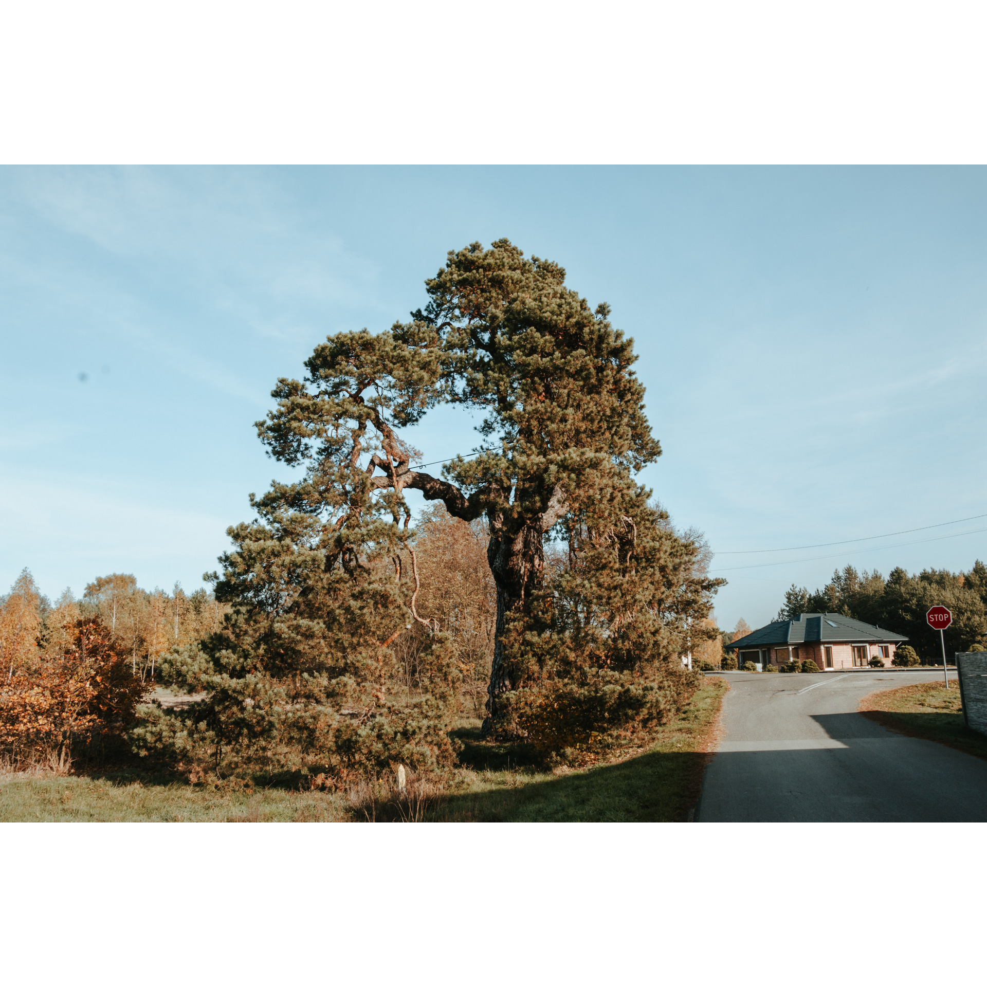 In the center a huge pine tree with spreading branches and a thick trunk, in the back an asphalt road and a single-family house, in the background trees and a blue, almost cloudless sky