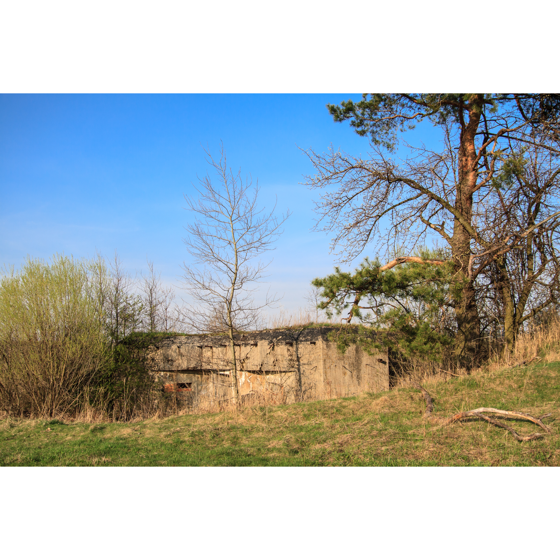 Pas bunkrów - zniszczone betonowe stanowiska otoczone drzewami i wysoką trawą na tle niebieskiego nieba