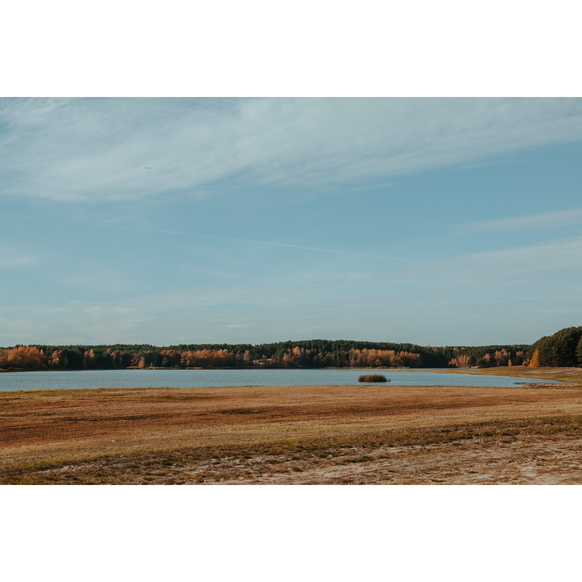 Water lagoon with a brown, grassy shore against the background of the forest