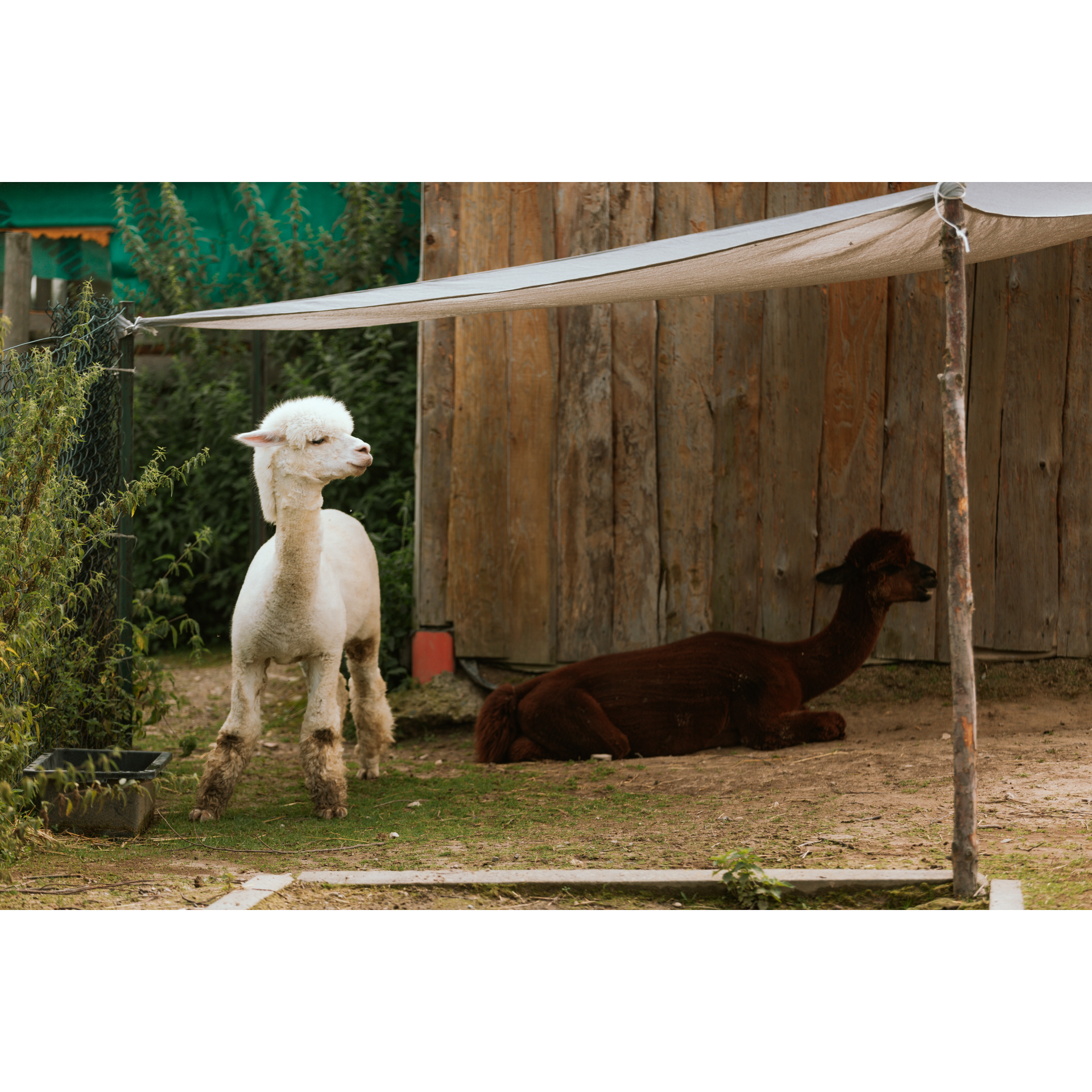 Alpacas under the roof