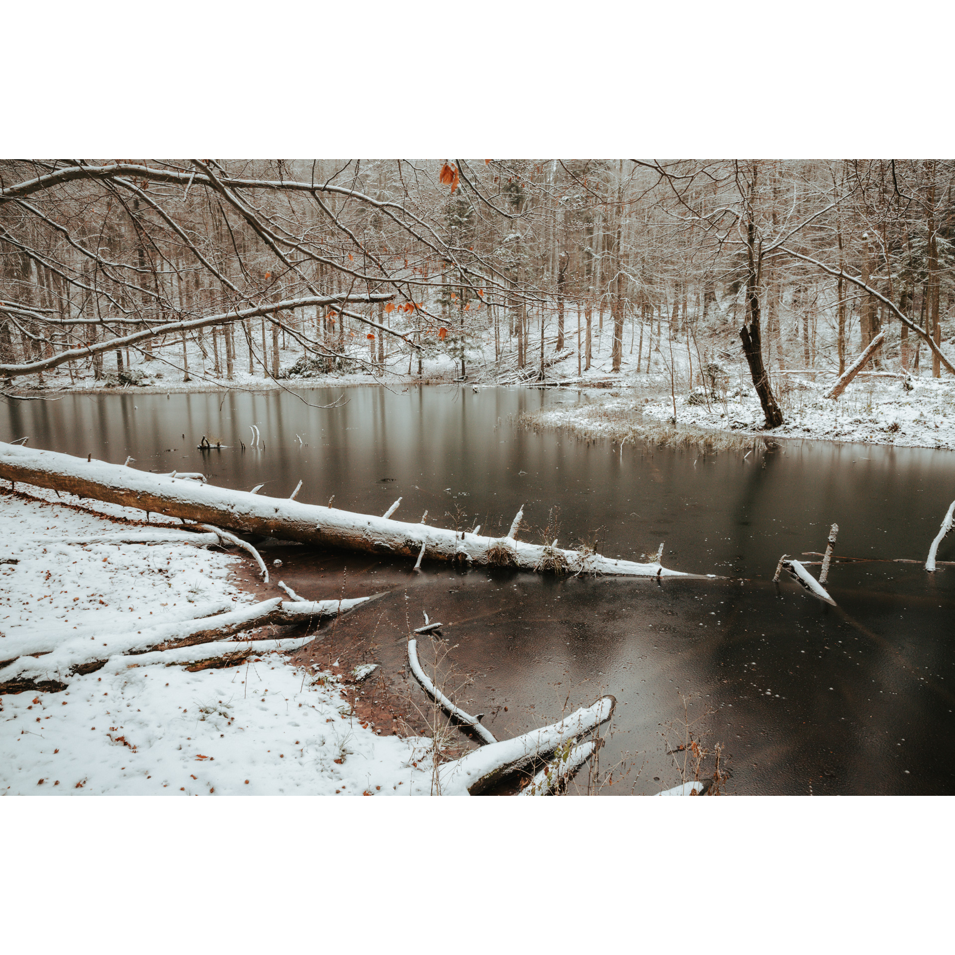 Snow-covered branch in the river among forest trees