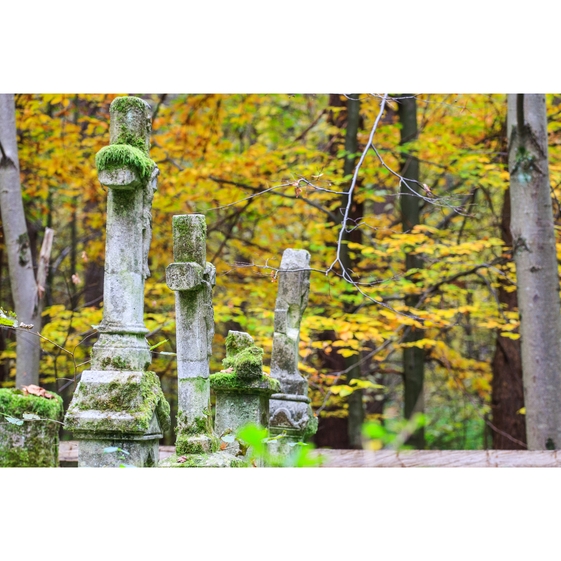 Cemetery stone crosses overgrown with moss in the forest with autumn leaves