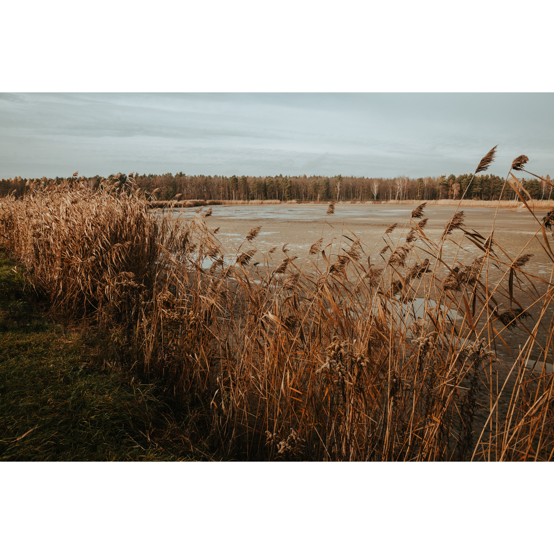 Wysokie, brązowe trawy otaczające zalew wodny