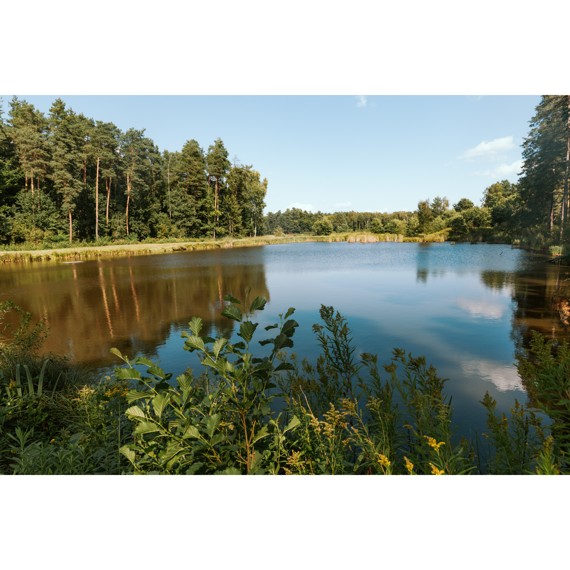 Forest ponds in Czerniawka