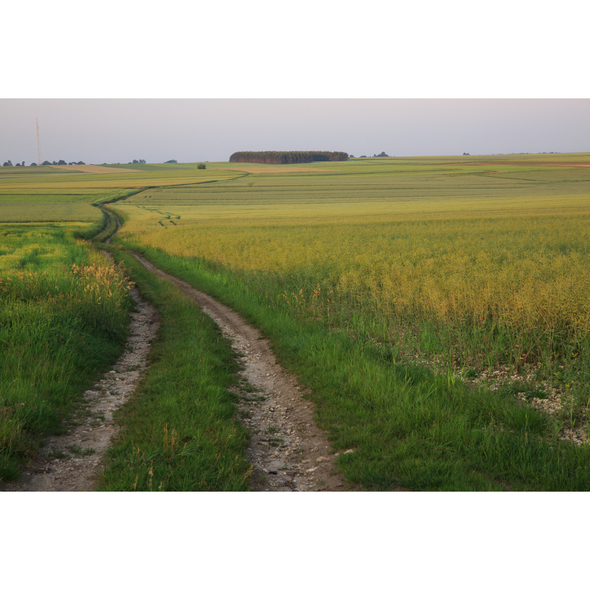 Dirt road between meadows with a view of the forest thicket