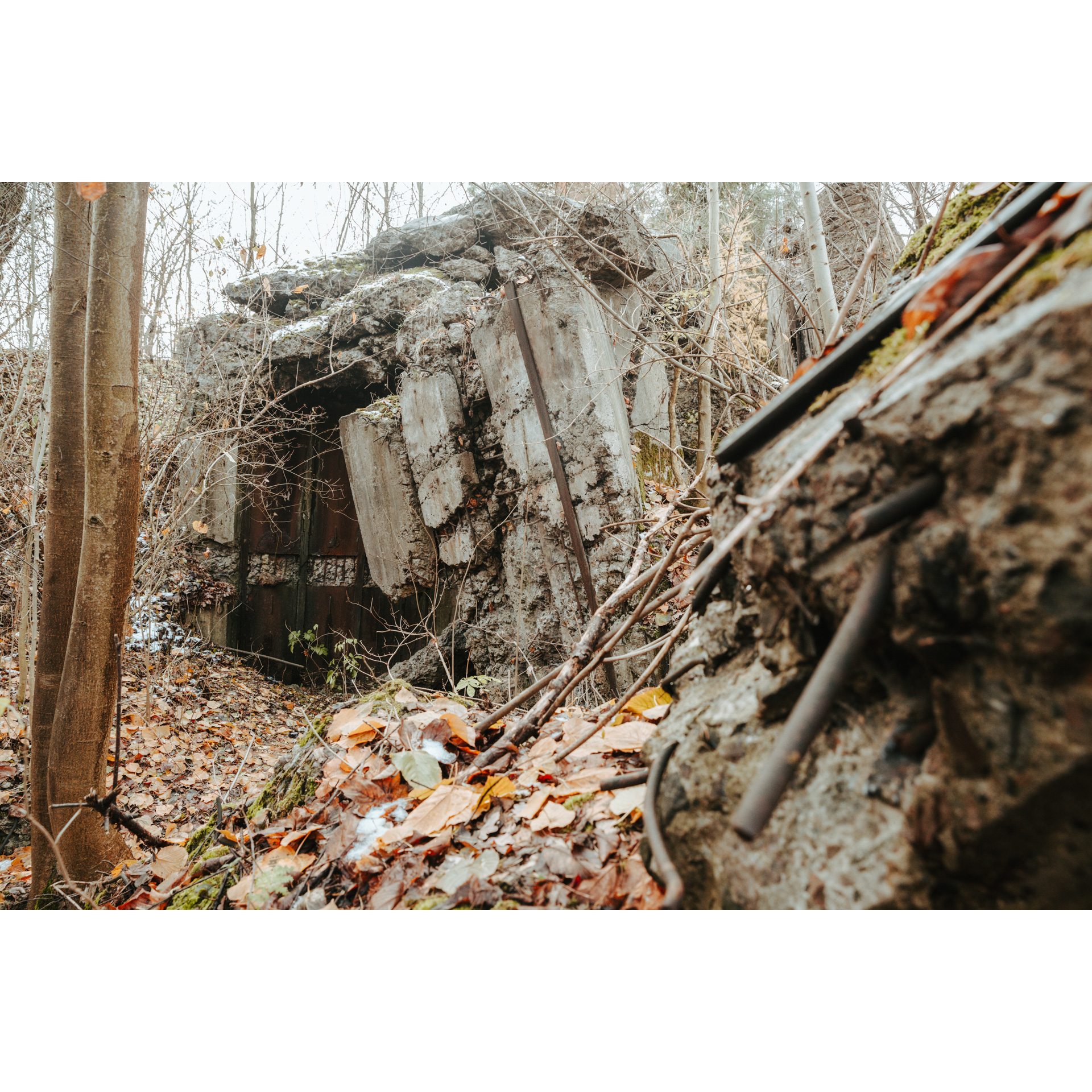 Fragment betonowego, zniszczonego bunkru w lesie z wystającymi żelaznymi zbrojeniami  