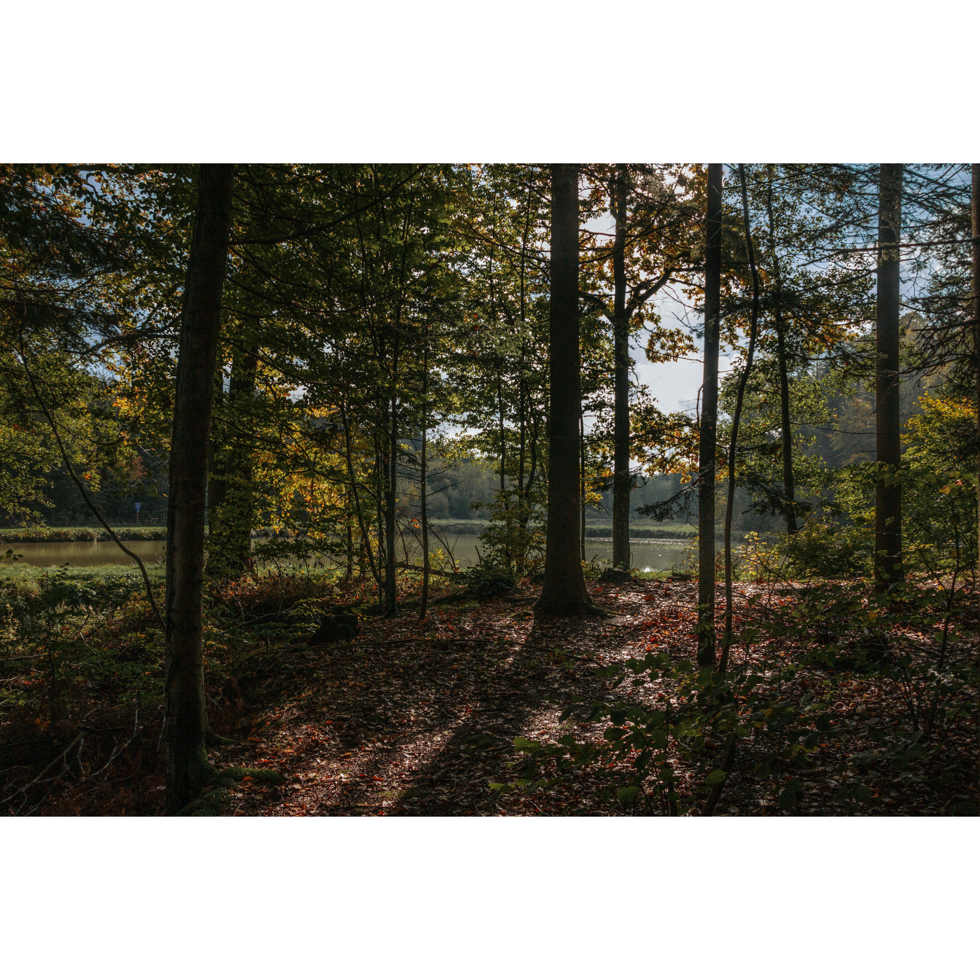 Forest deciduous trees against the background of the river