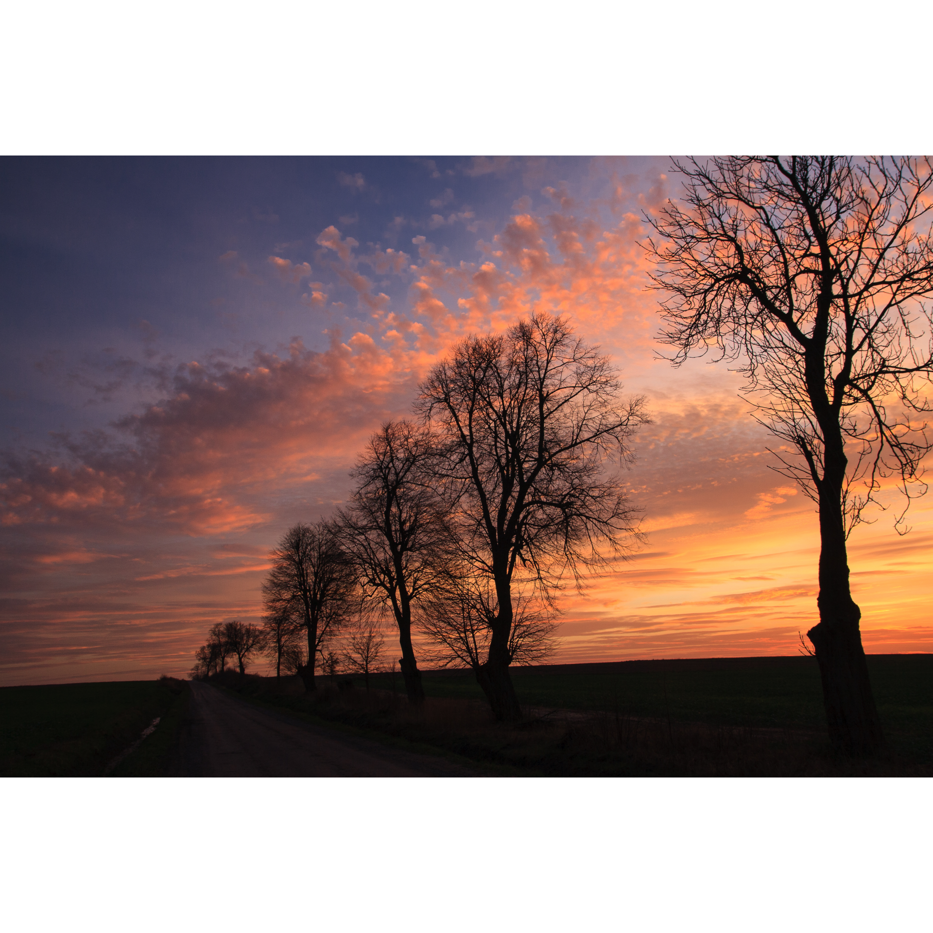 Trees on the roadside against a pink-orange evening sky