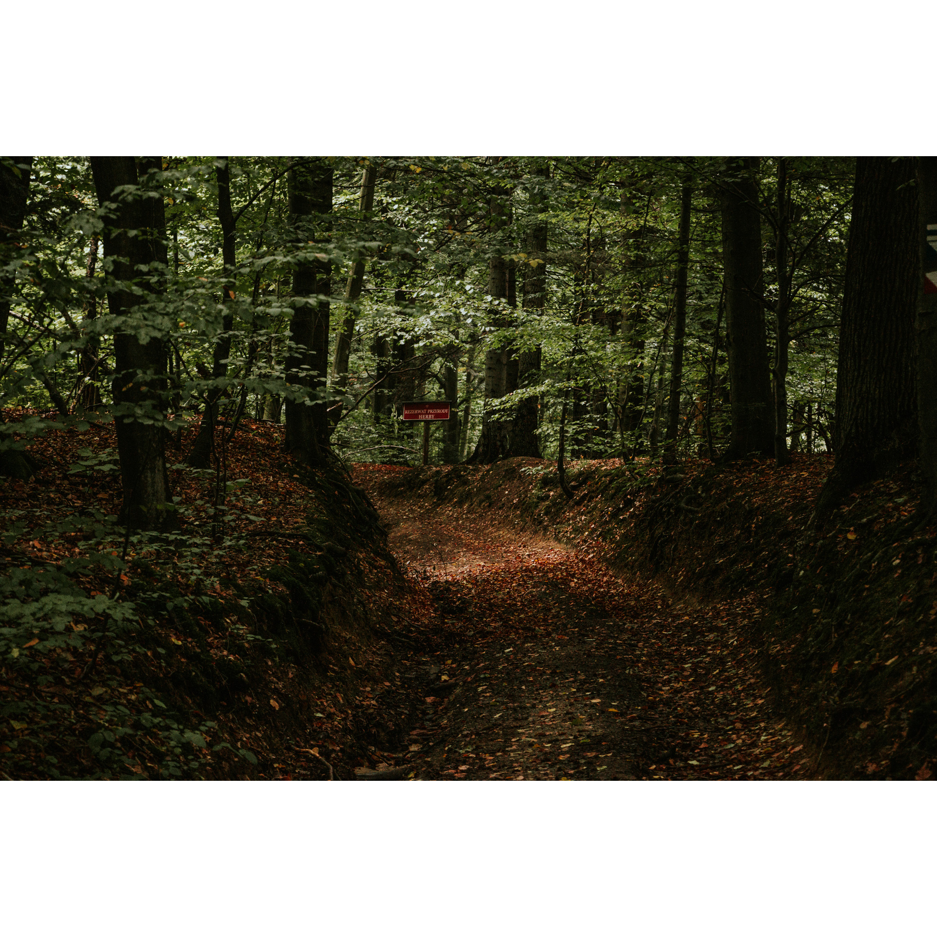 Droga w lesie z widoczną czerwoną tabliczką wśród drzew