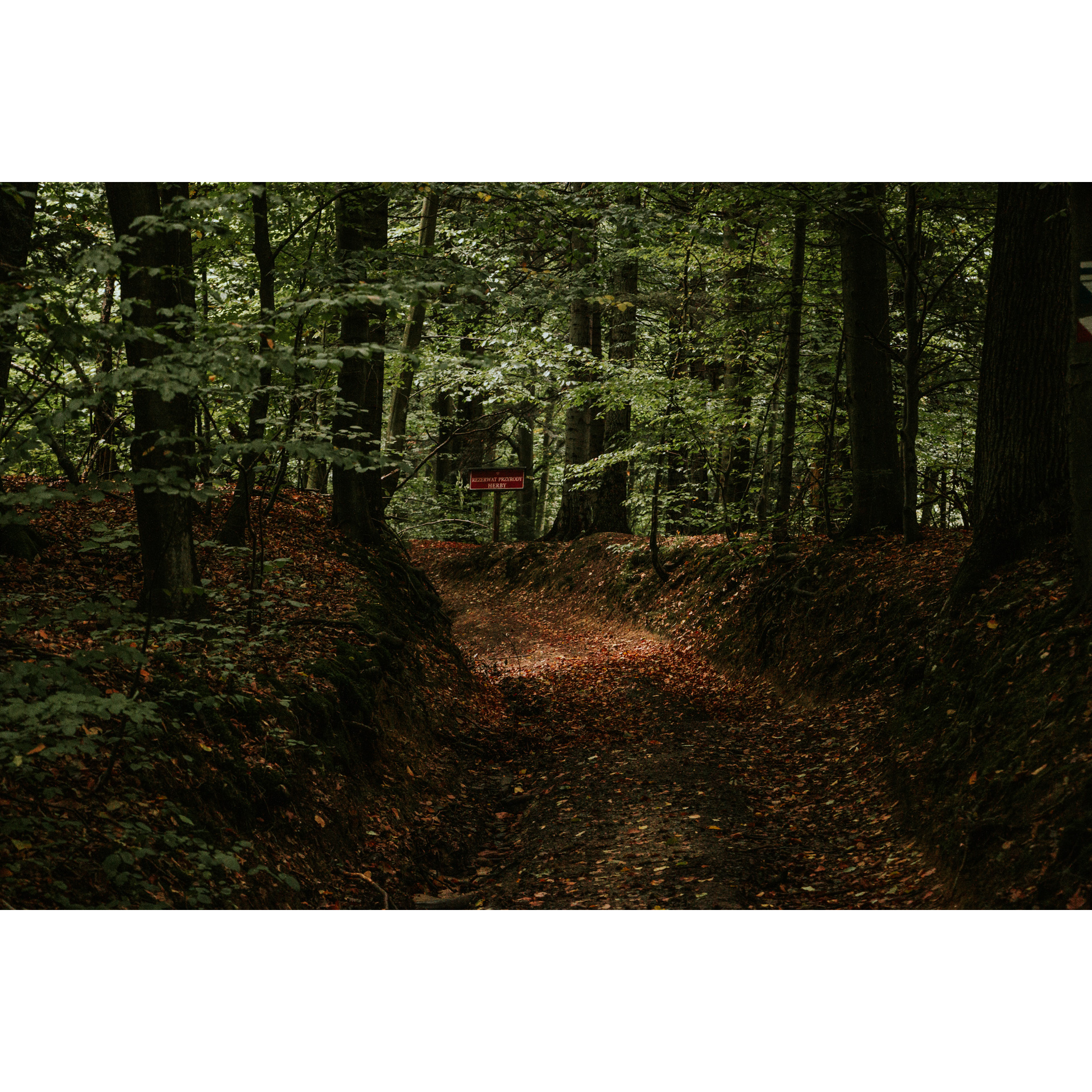 A road in the forest with a visible red sign among the trees