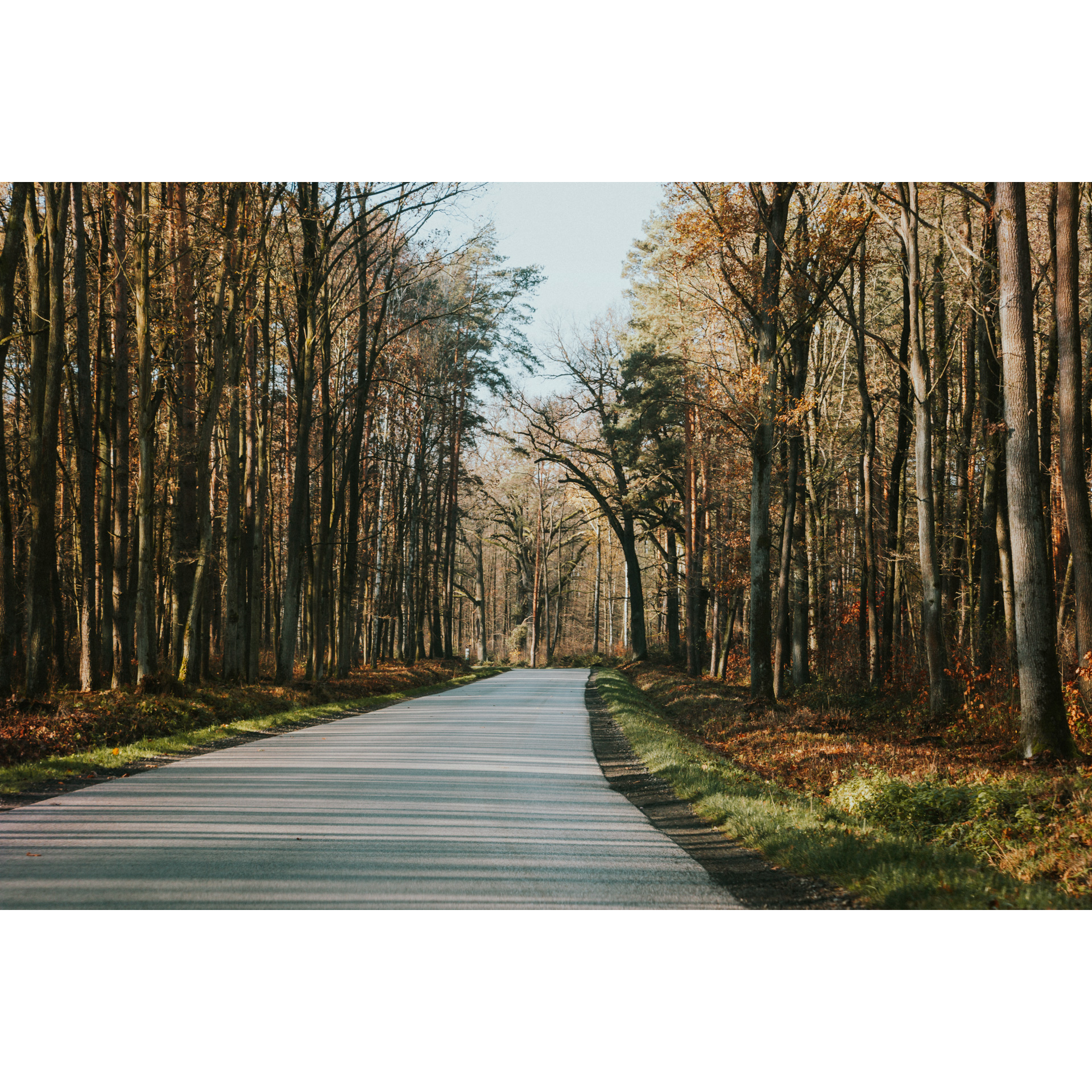 Asphalt wide road leading between tall trees