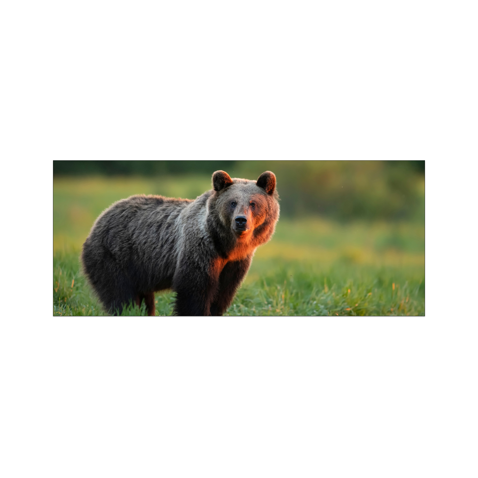 A brown fluffy bear standing among the green grass