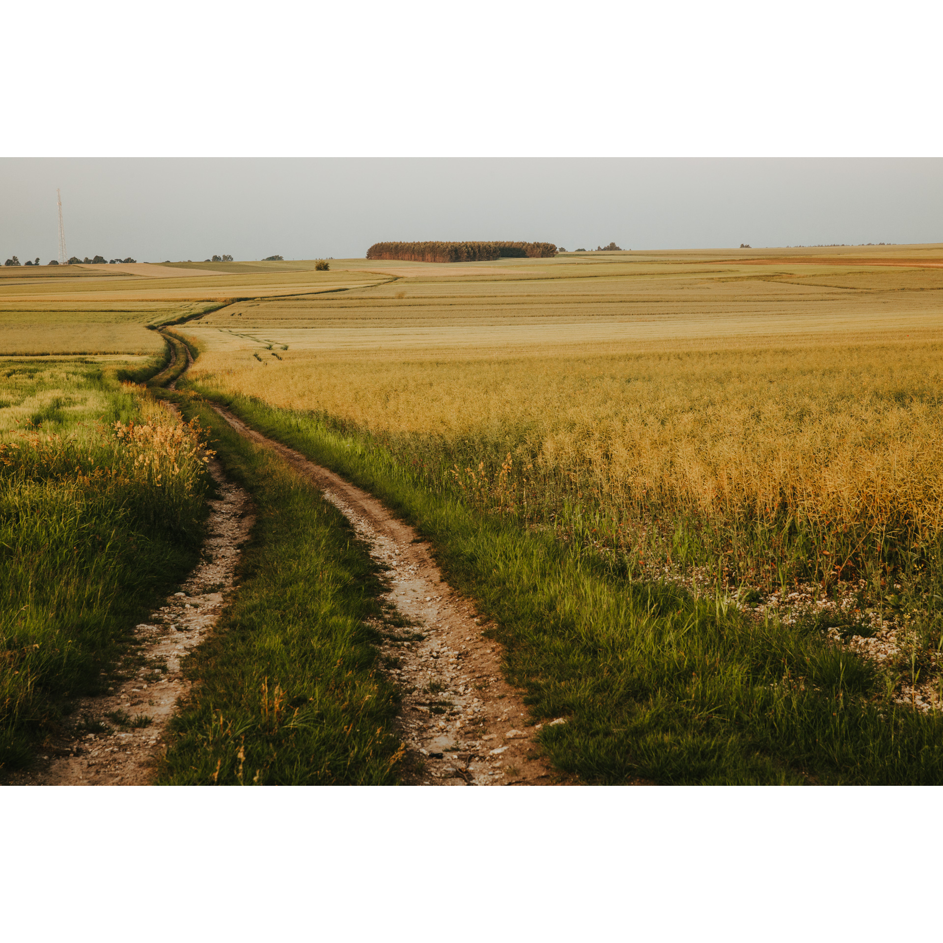 Dirt road between meadows with a view of the forest thicket