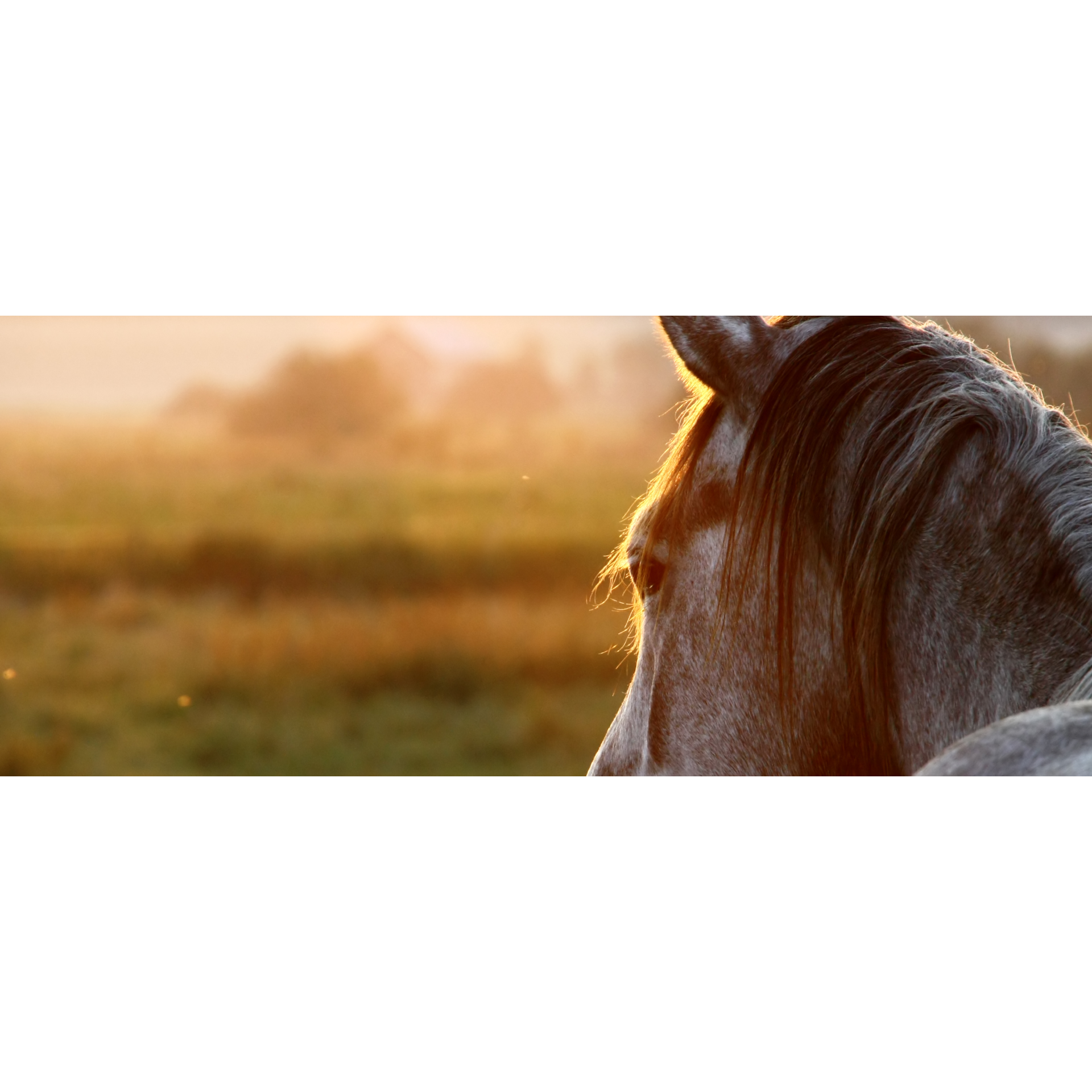 Shot of a fragment of the head of a white and gray horse with a dark mane