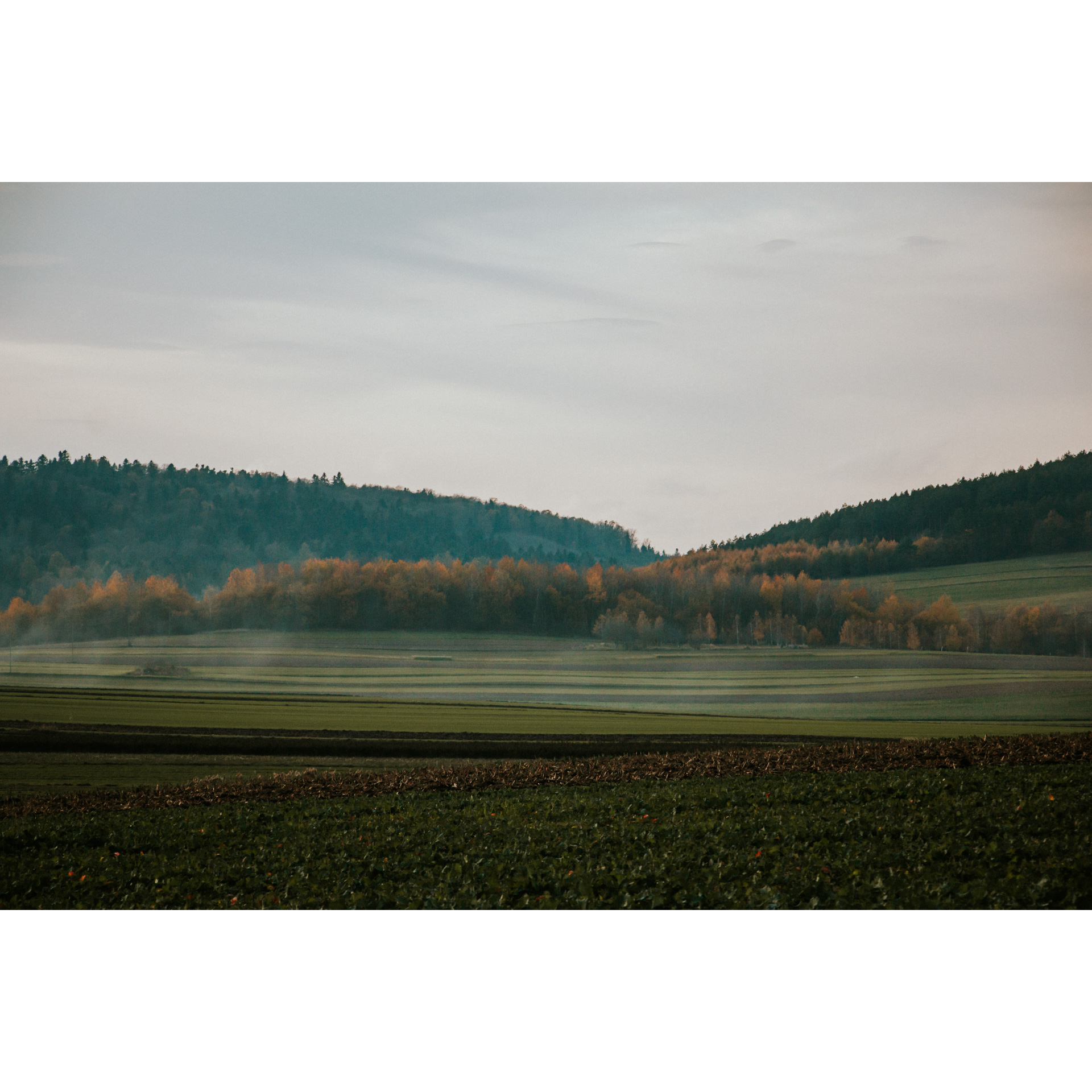 Fields, meadows and trees with colorful leaves, in the background coniferous trees on the hills