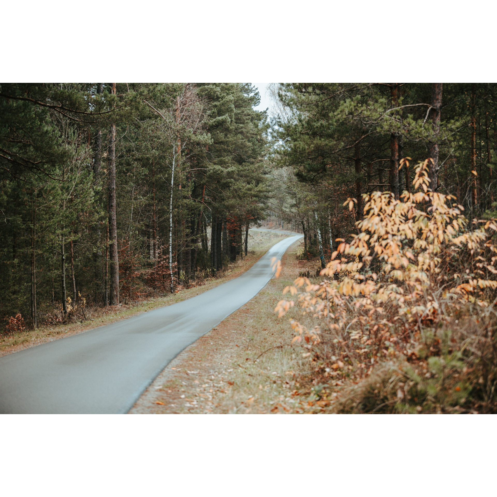 Droga asfaltowa prowadząca przez las