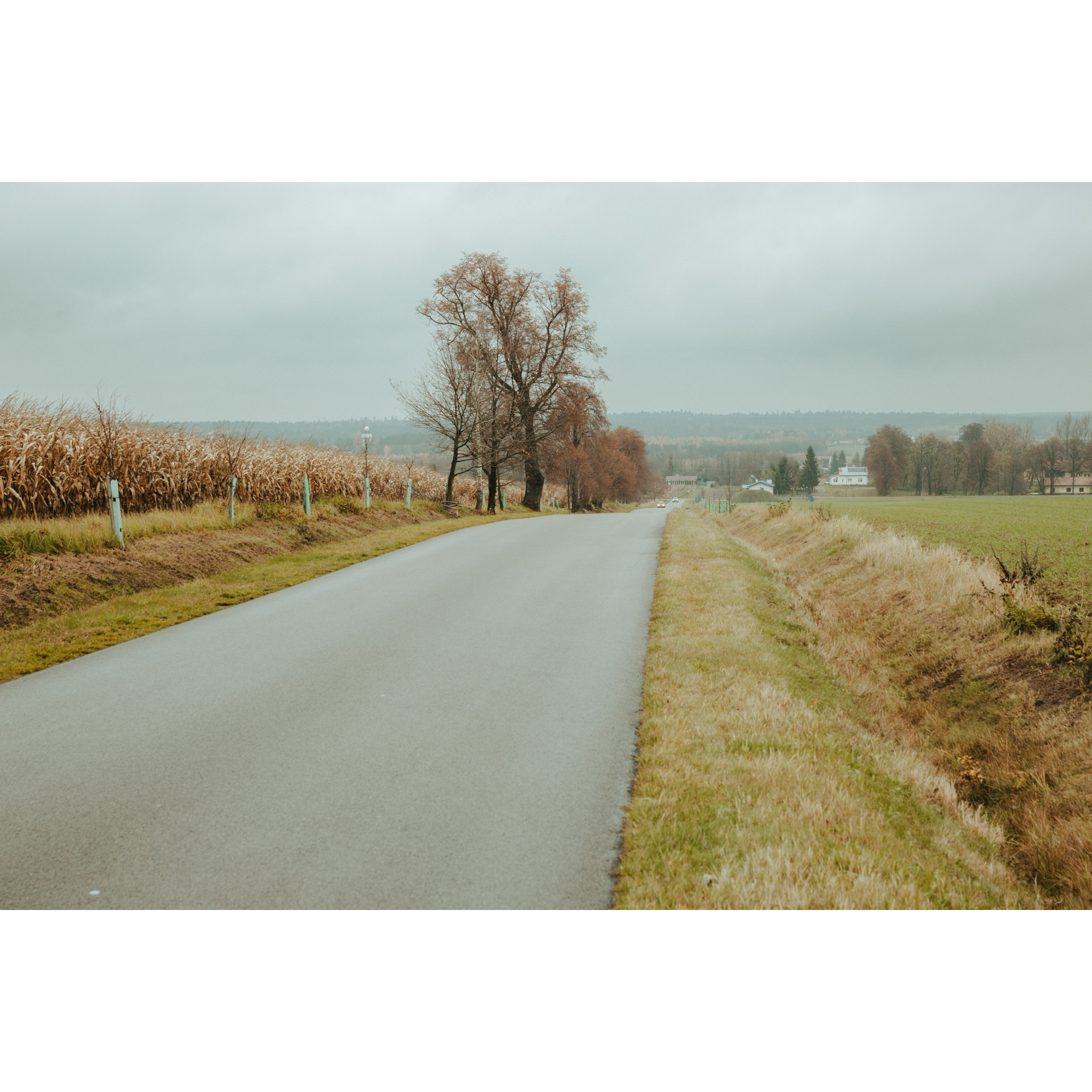 Asphalt road with a corn field on the left and a meadow on the right