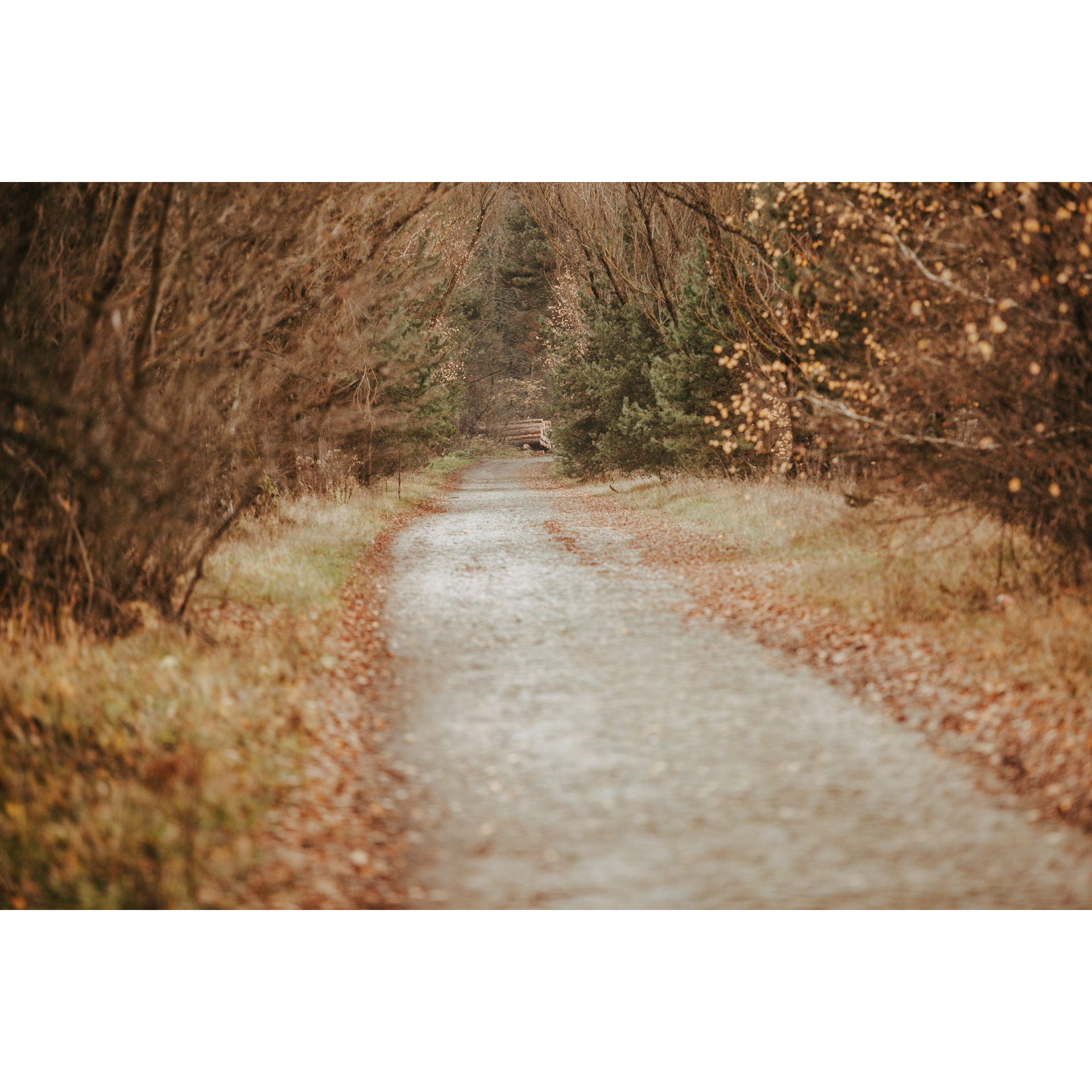 Paved road leading through the forest in orange tones