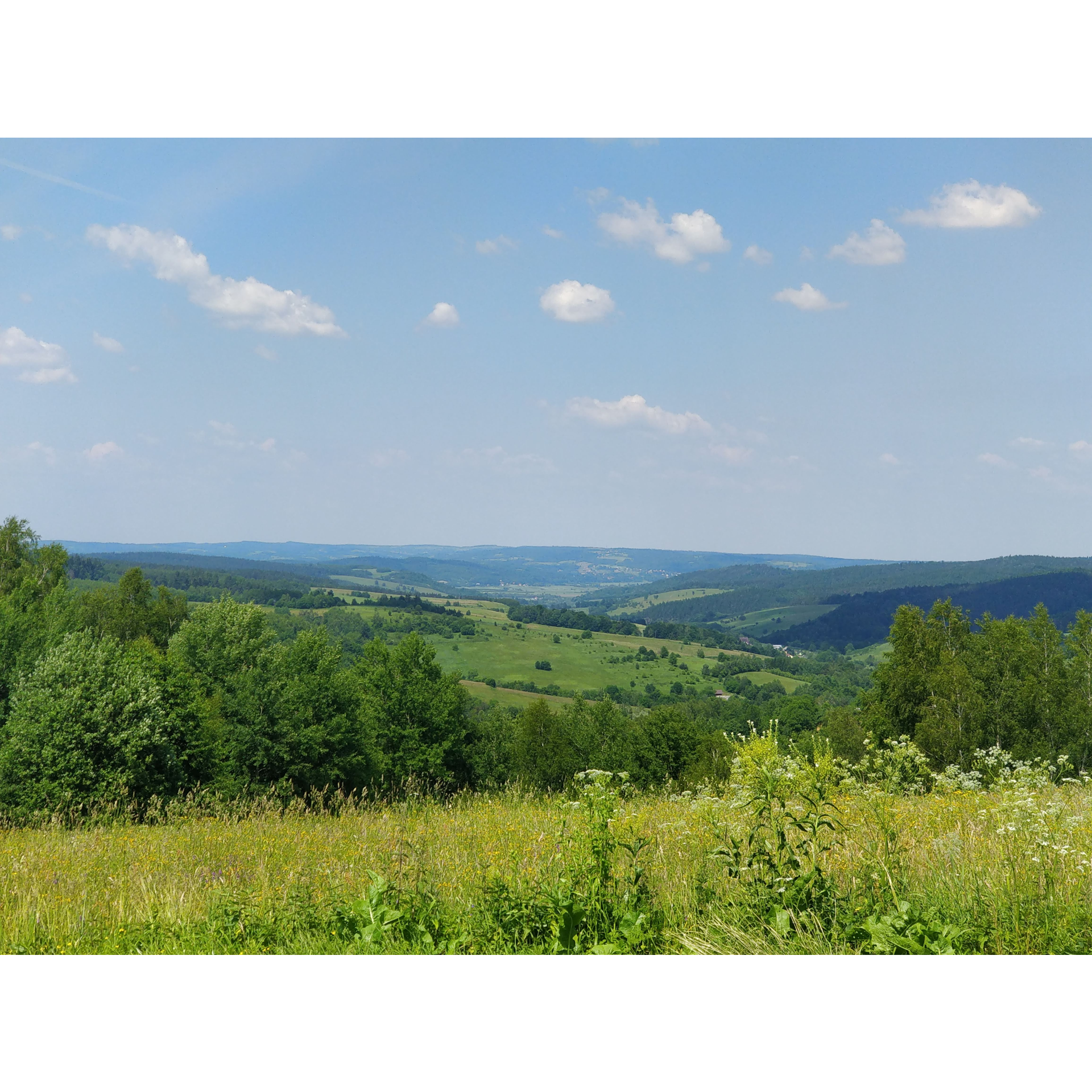 A meadow full of trees and vegetation in the color of intense green against the background of hills