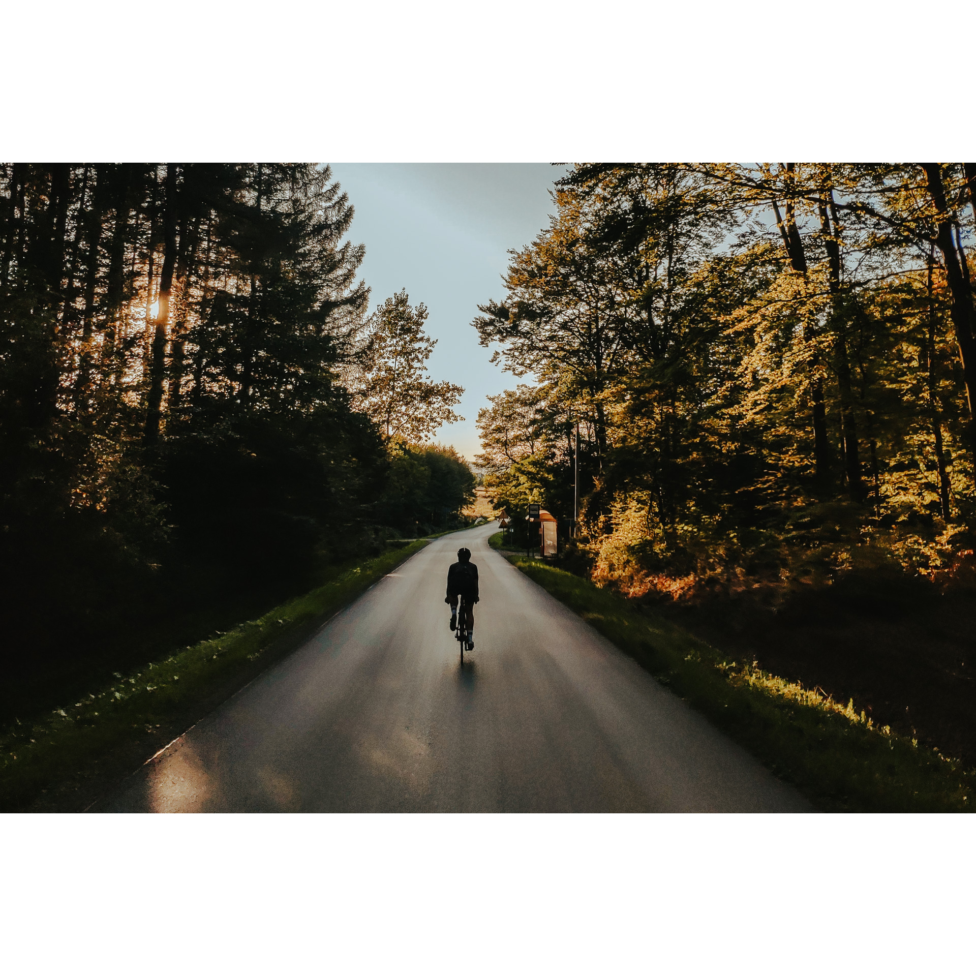 A cyclist cycling along an asphalt road leading through the forest