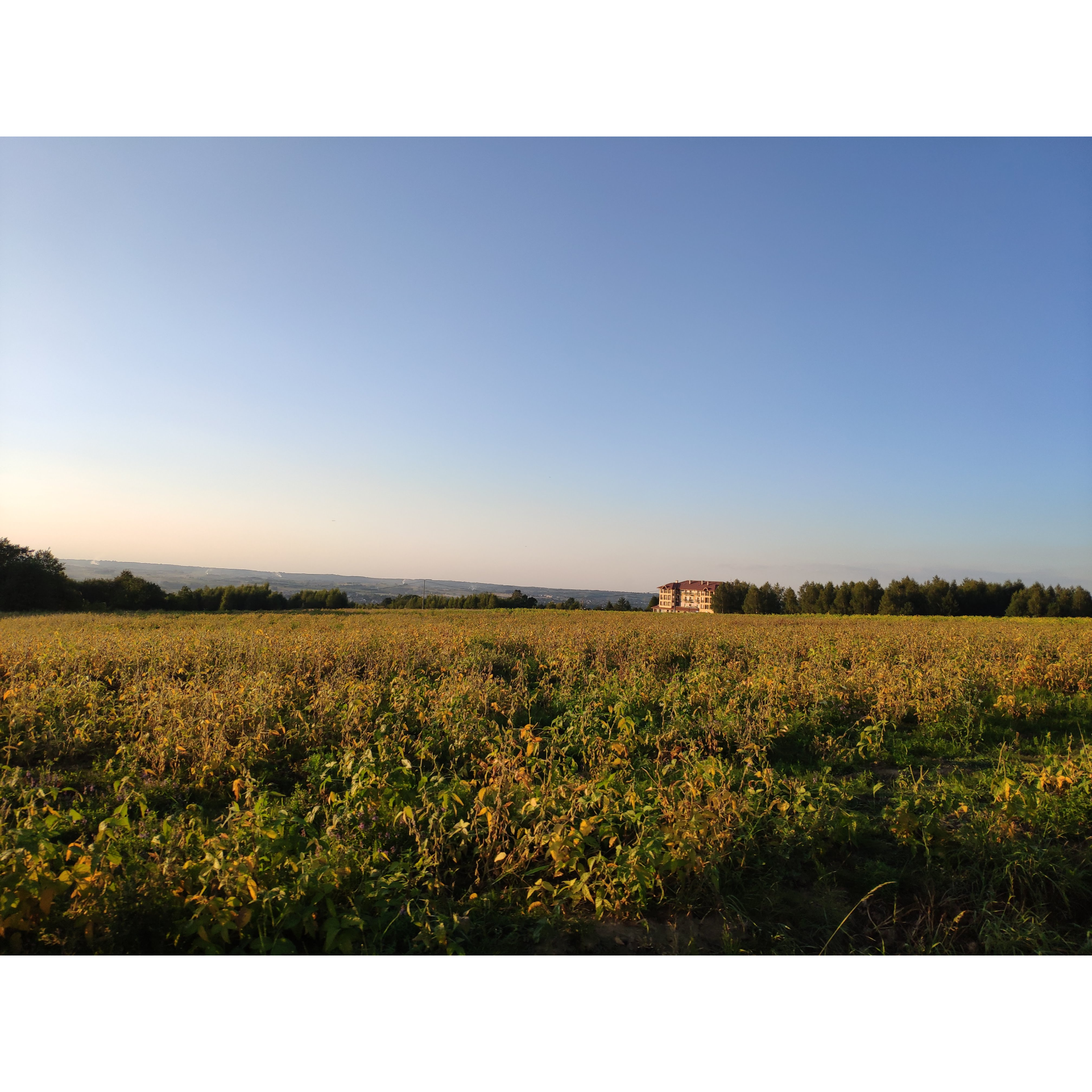 A meadow full of plants with a bright, multi-story building in the distance