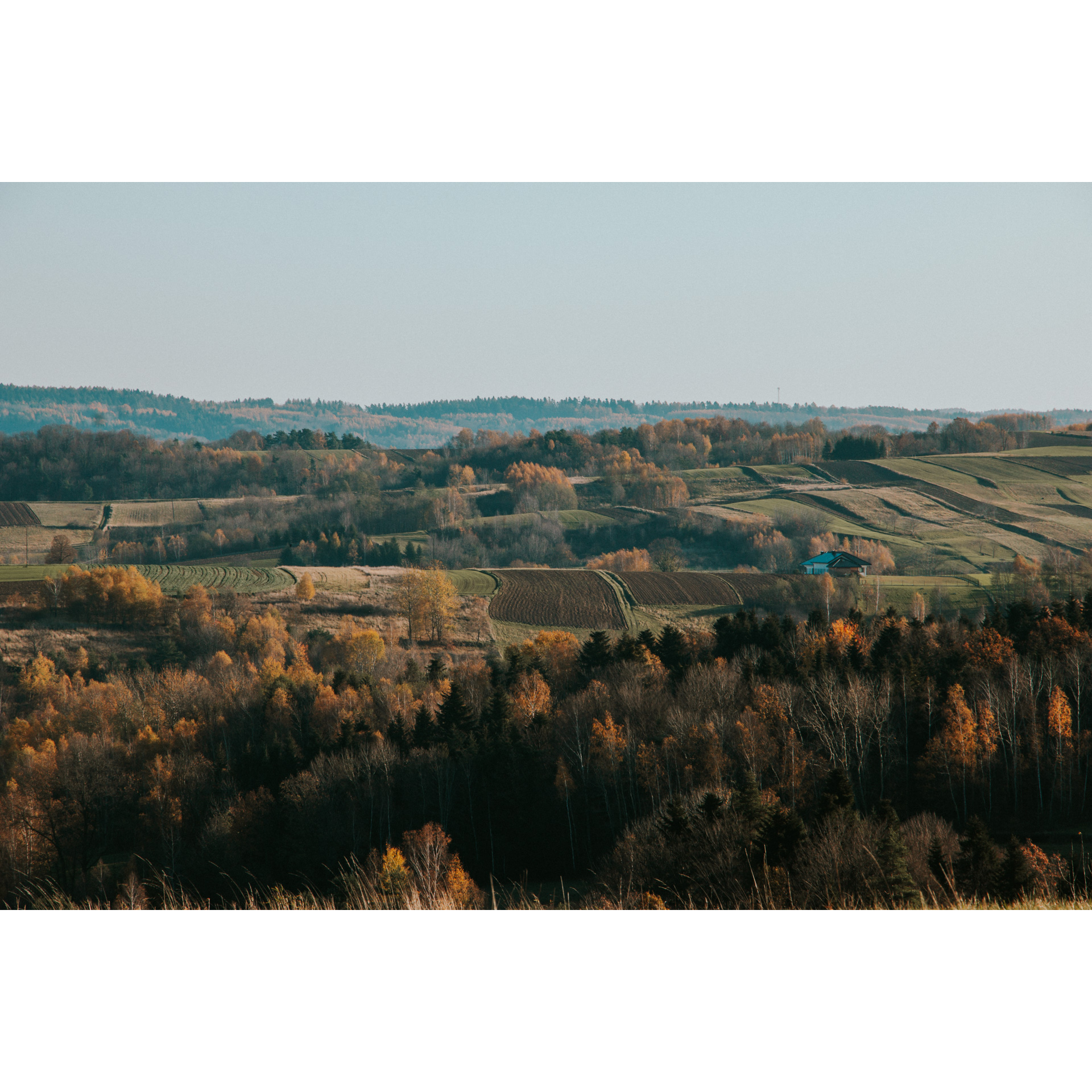 Green hills with autumn trees in orange tones