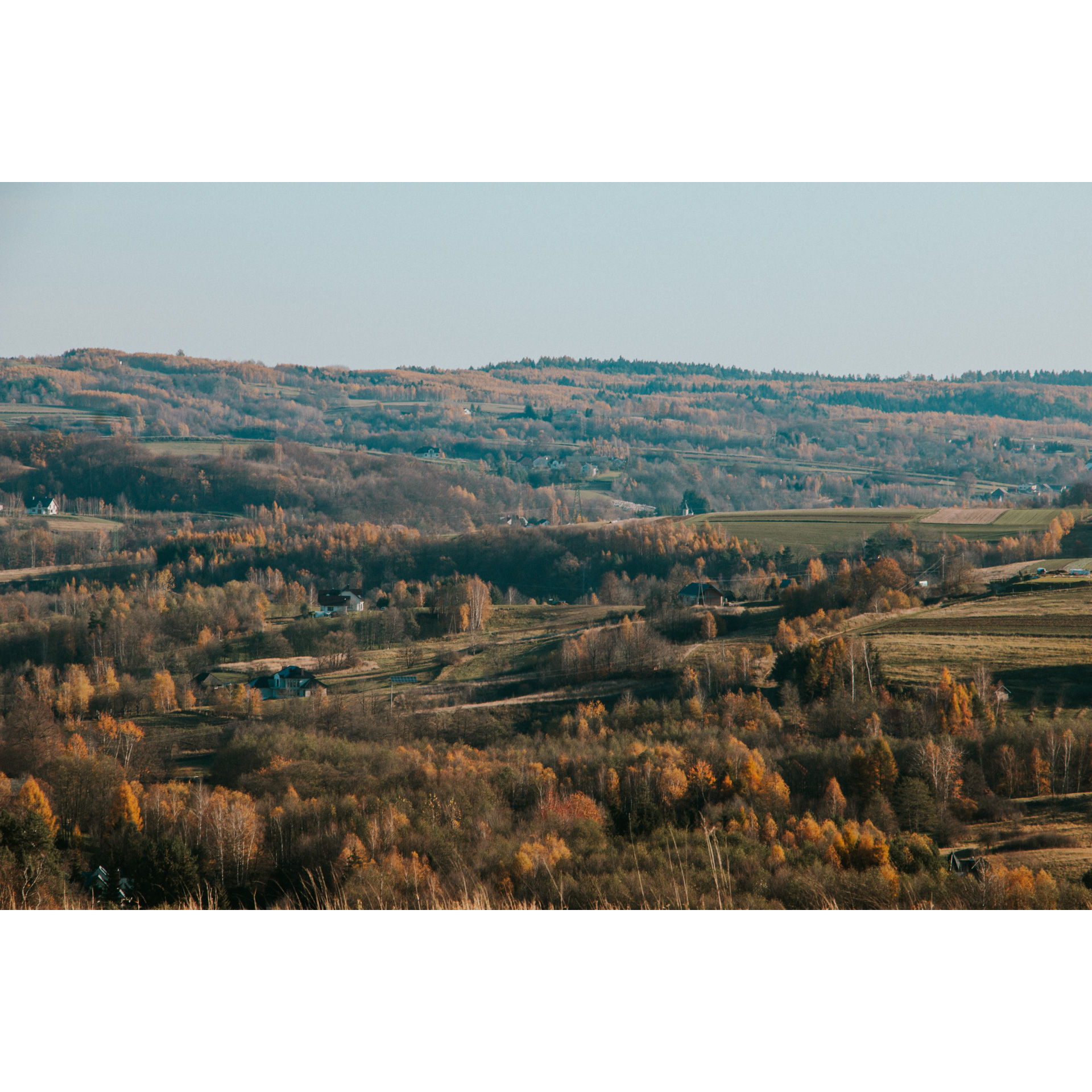 Green hills with autumn trees in orange tones