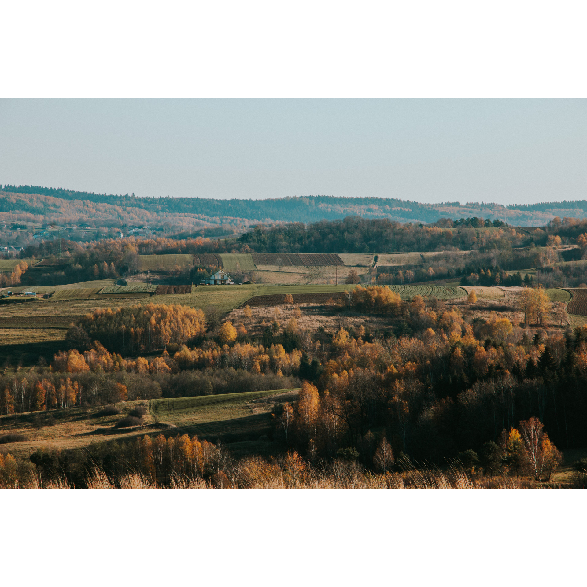 Green hills with autumn trees in orange tones