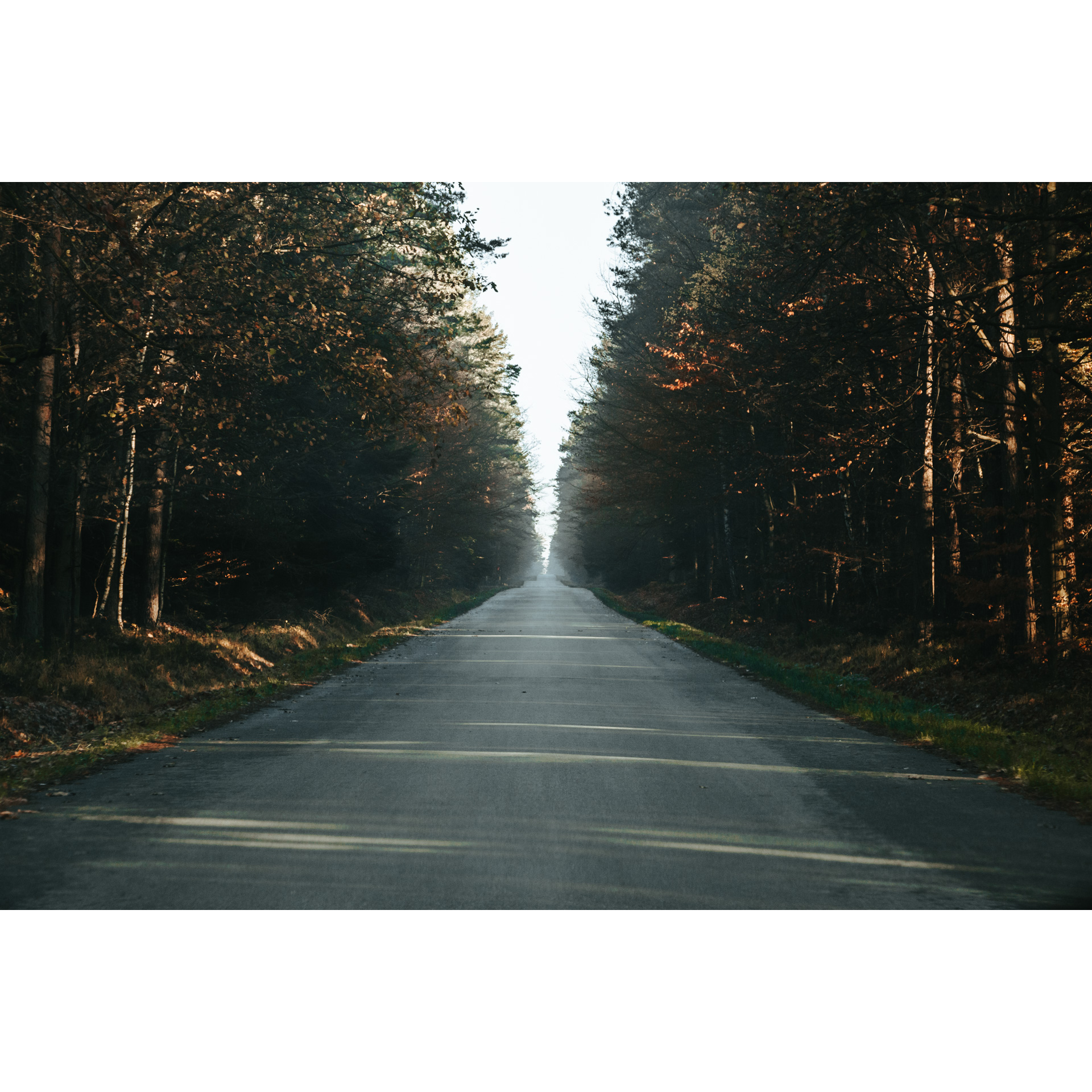 A long, straight asphalt road among the trees with a clear sky in the middle