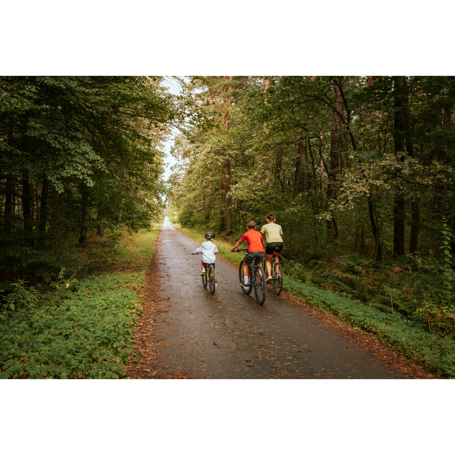 Cyclists on a forest road