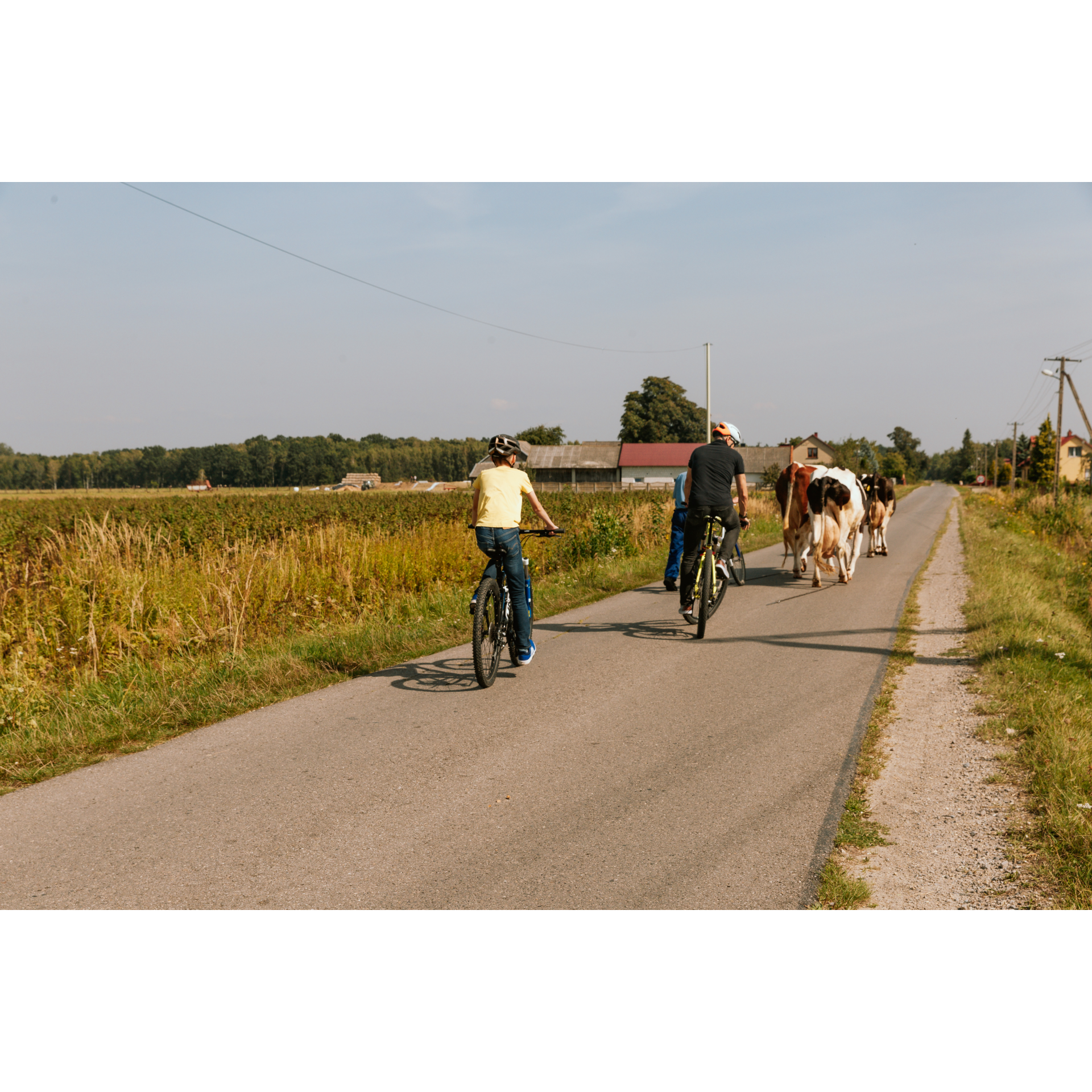 Cyclists and cows