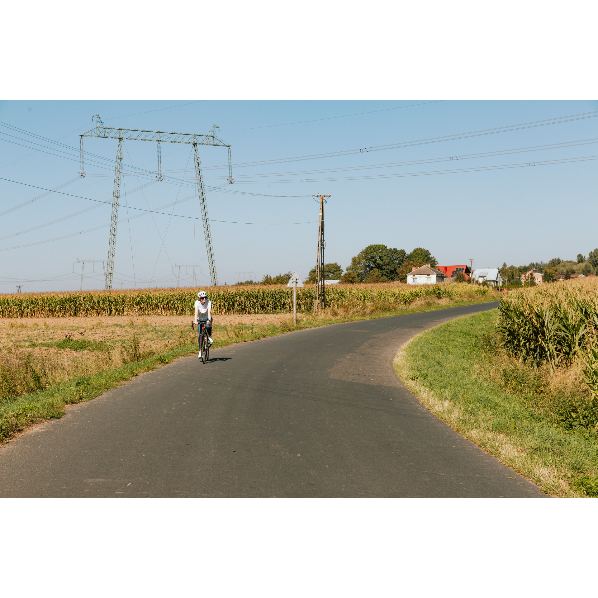 Cyclist in a corn field