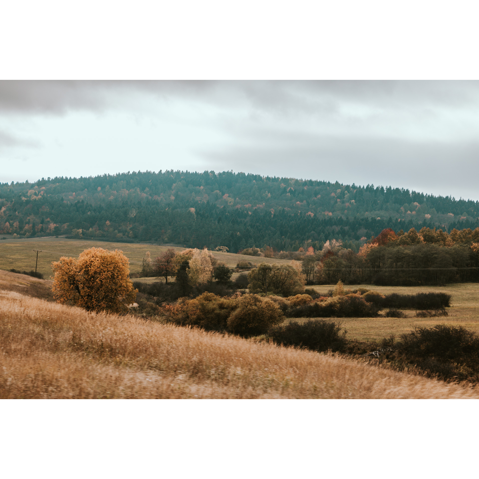 Glades and bushes in brown colors, trees on a hill in the background