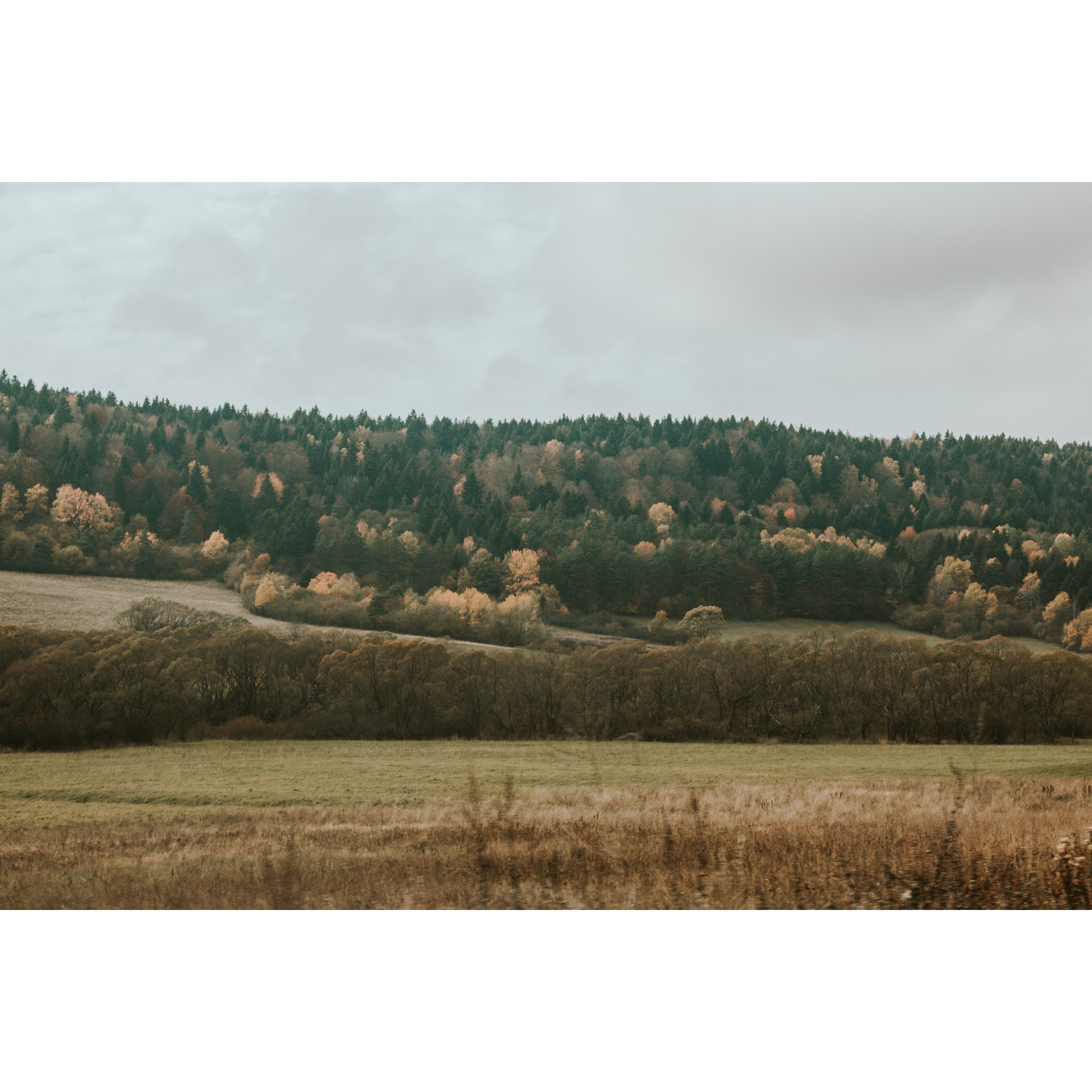 Hills covered with coniferous and deciduous trees in brown and beige colors against a clear sky