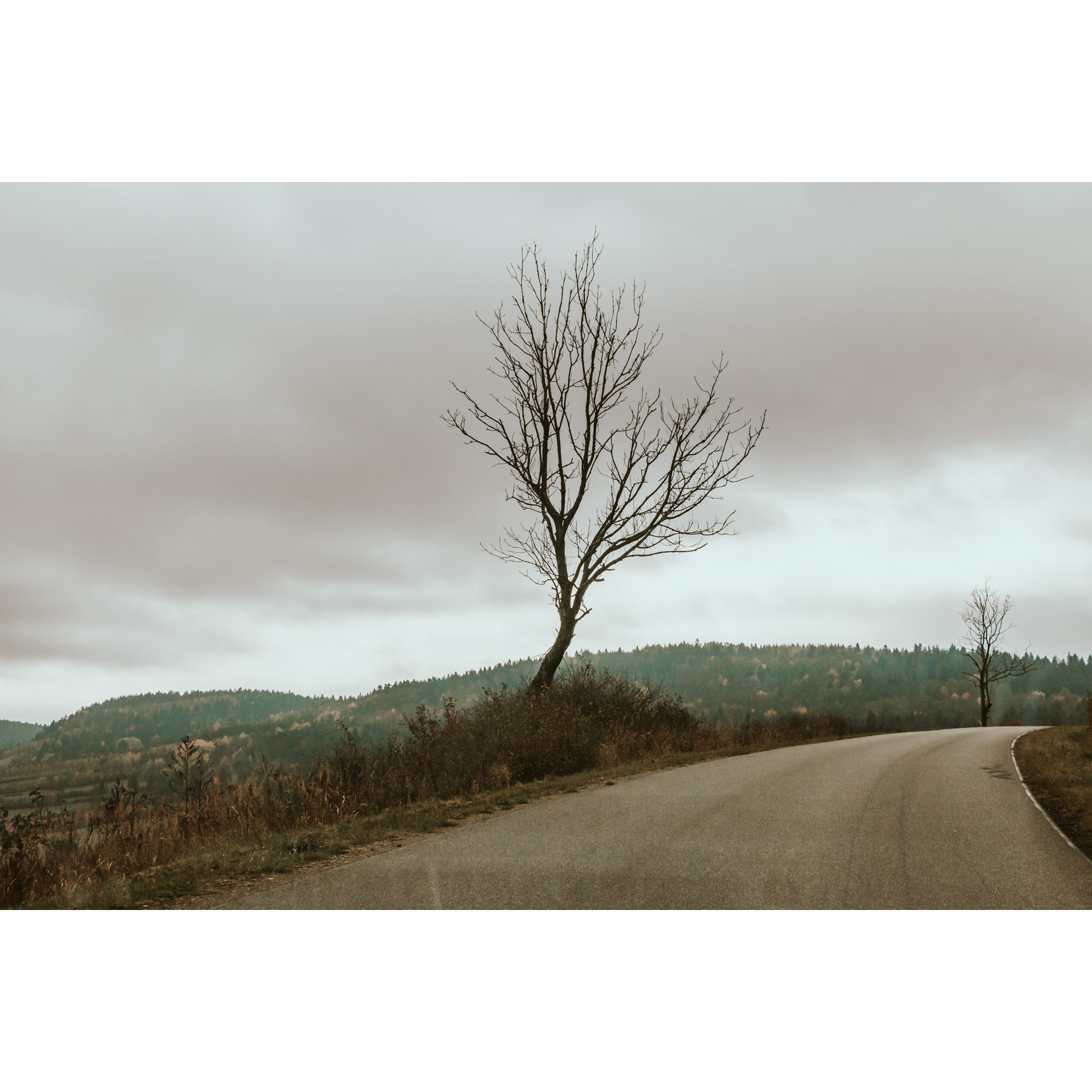 Na środku drzewo bez liści rosnące przy asfaltowej drodze skręcającej w prawo na tle szarego nieba