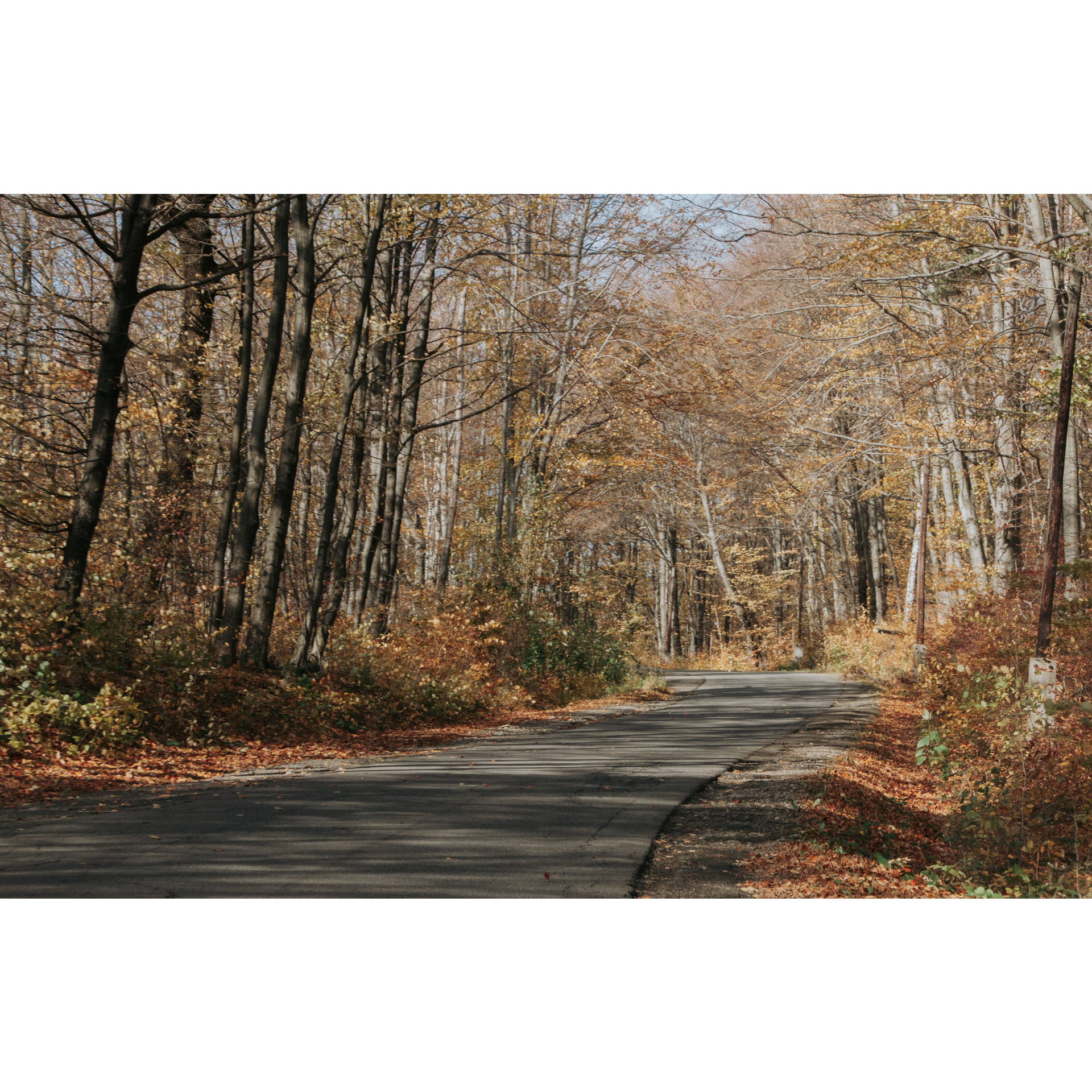 Leśna droga asfaltowa prowadząca w prawo wśród liściastych drzew z brązowymi liśćmi 