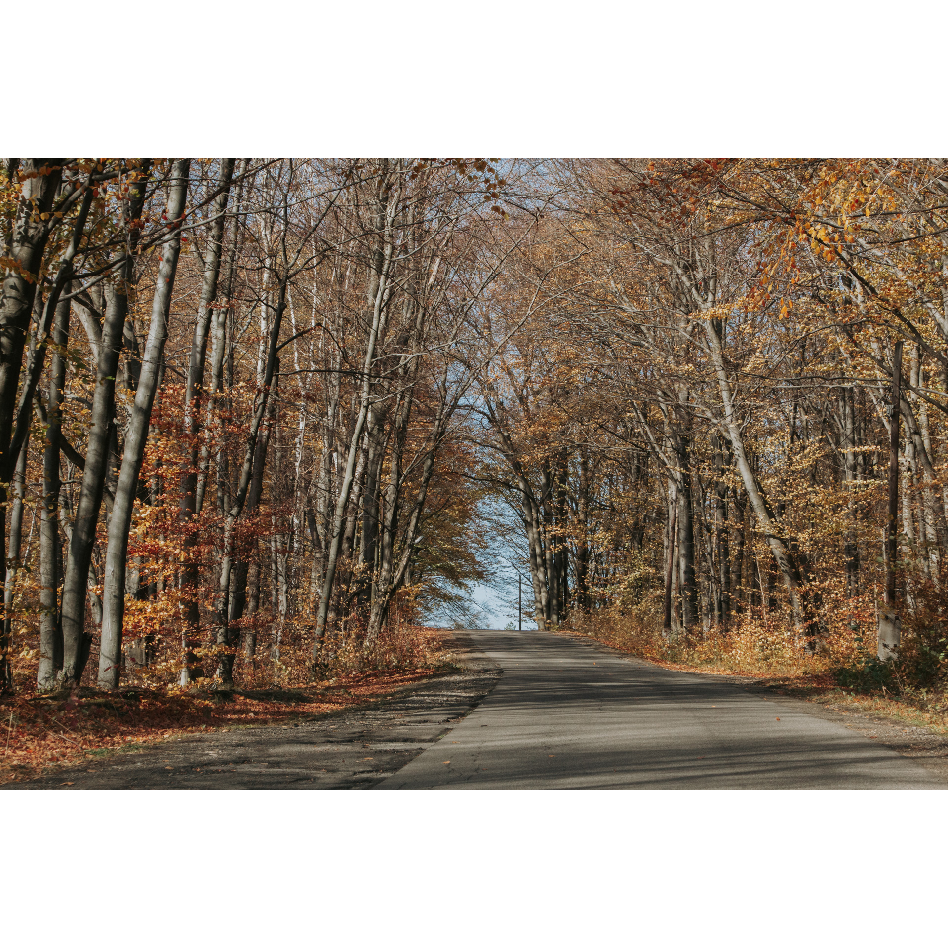 Leśna droga asfaltowa prowadząca w górę wśród liściastych drzew z brązowymi liśćmi 