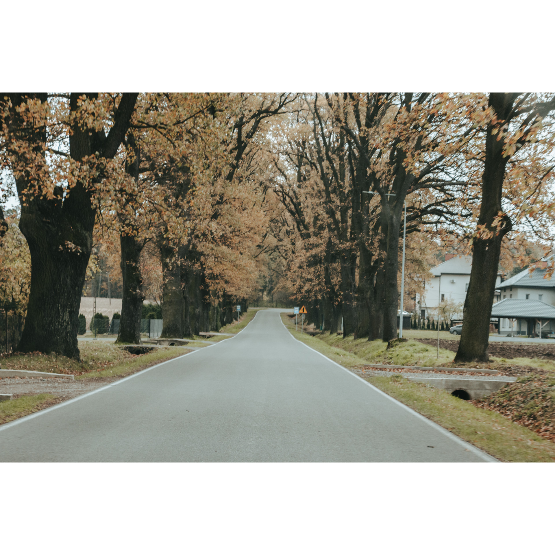 Asphalt street running along tall trees with beige leaves