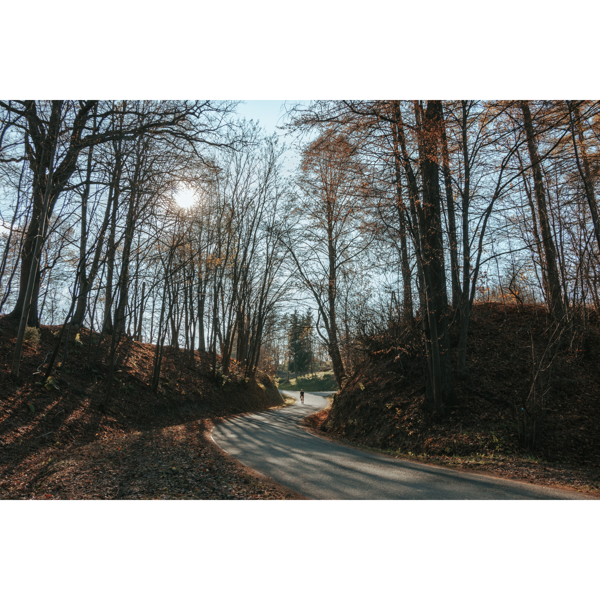 A cyclist riding an asphalt, winding road running through a ravine among tall, slender trees