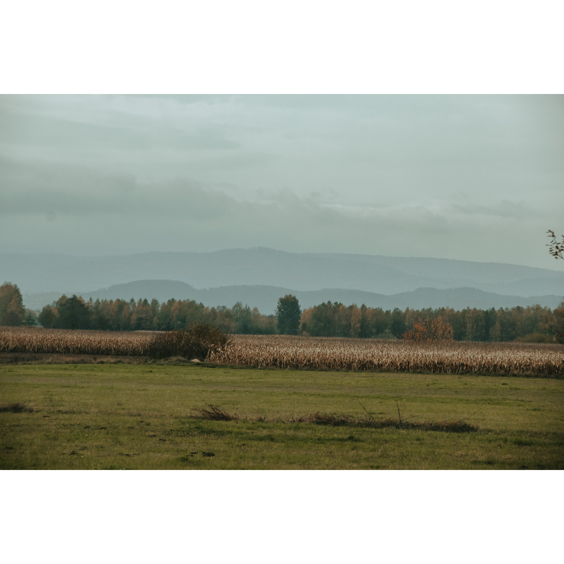 In the foreground a meadow, then corn fields, colorful trees and foggy mountains in the background and a gray sky