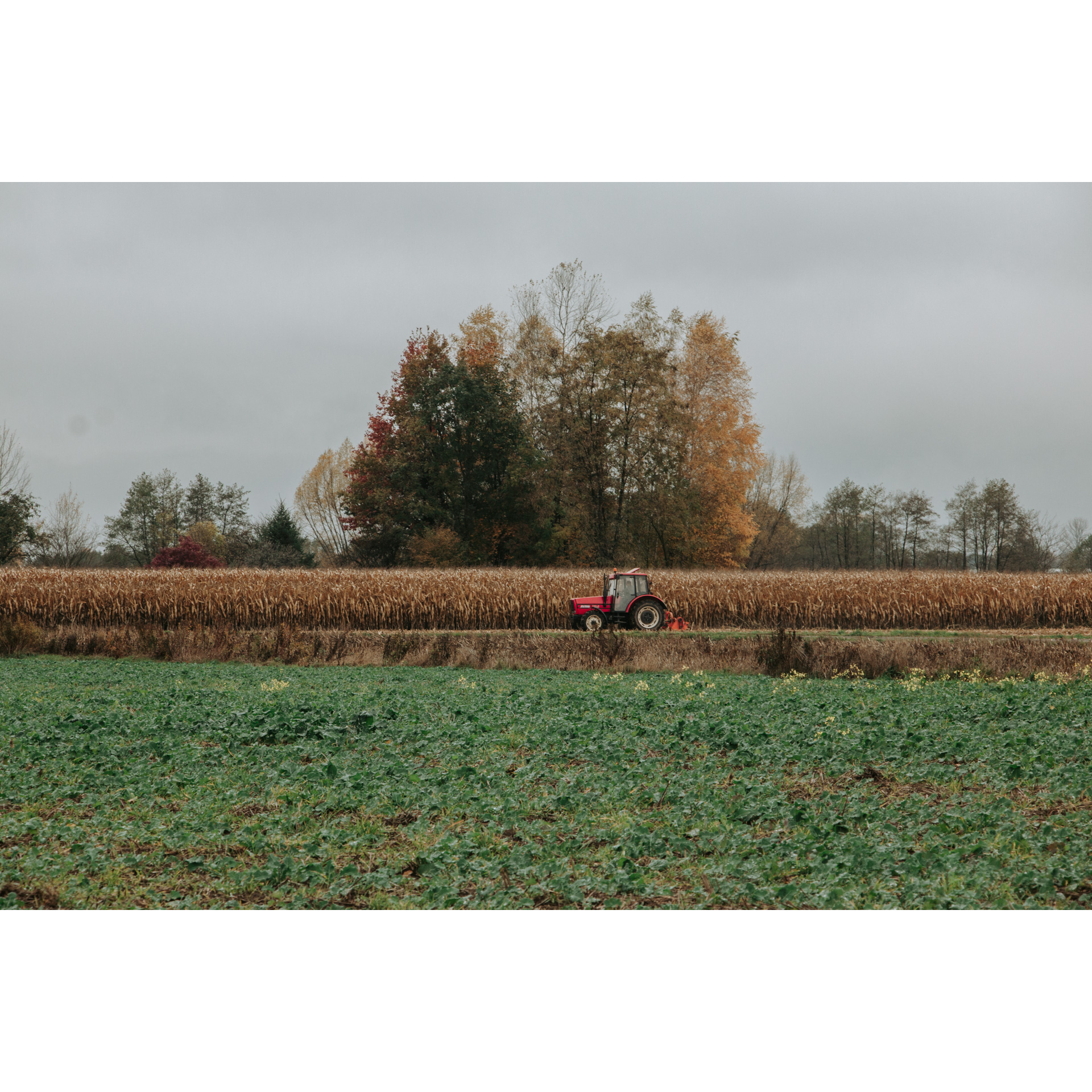 Zielone pole na pierwszym planie, w oddali czerwony traktor na tle pola suchej kukurydzy, za polem wysokie i niskie, kolorowe drzewa