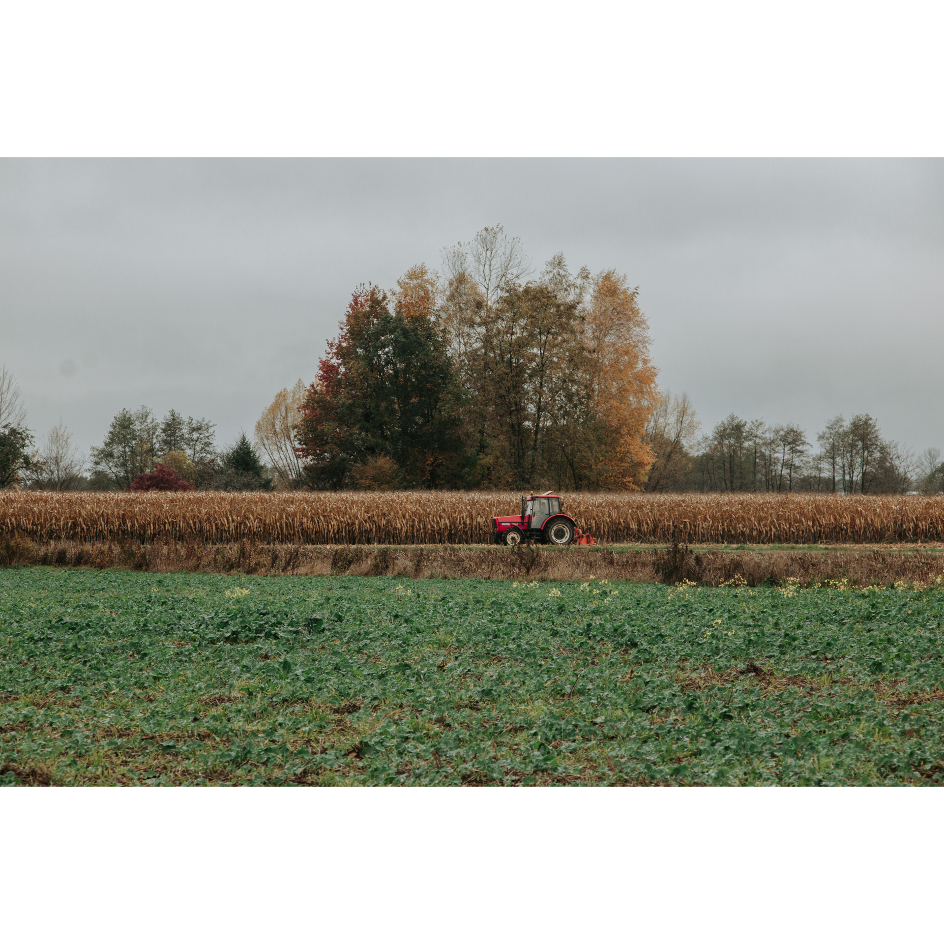 Green field in the foreground, in the distance a red tractor against a field of dry corn, behind the field high and low colorful trees