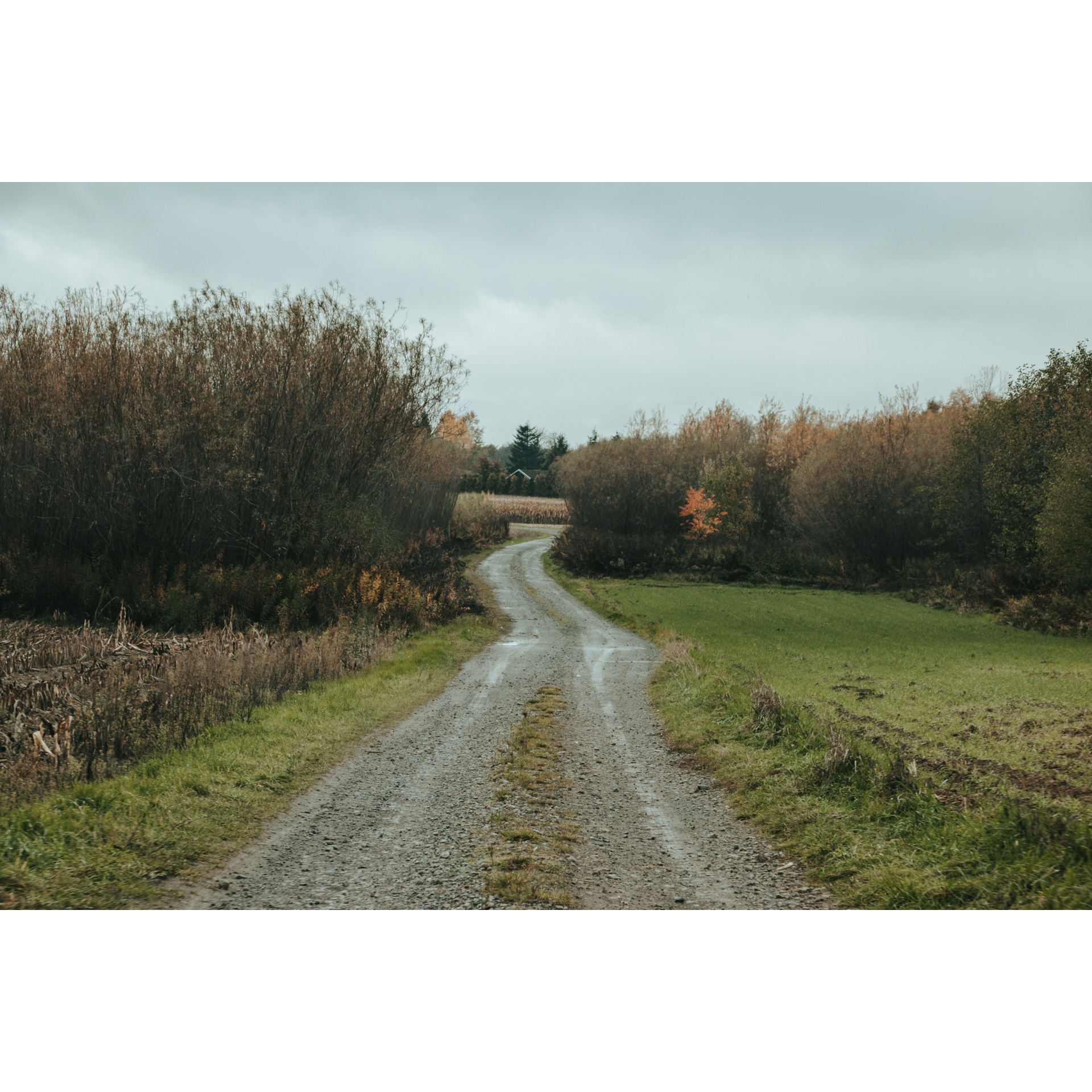 A stony road among low trees and bushes, in the background a gray sky