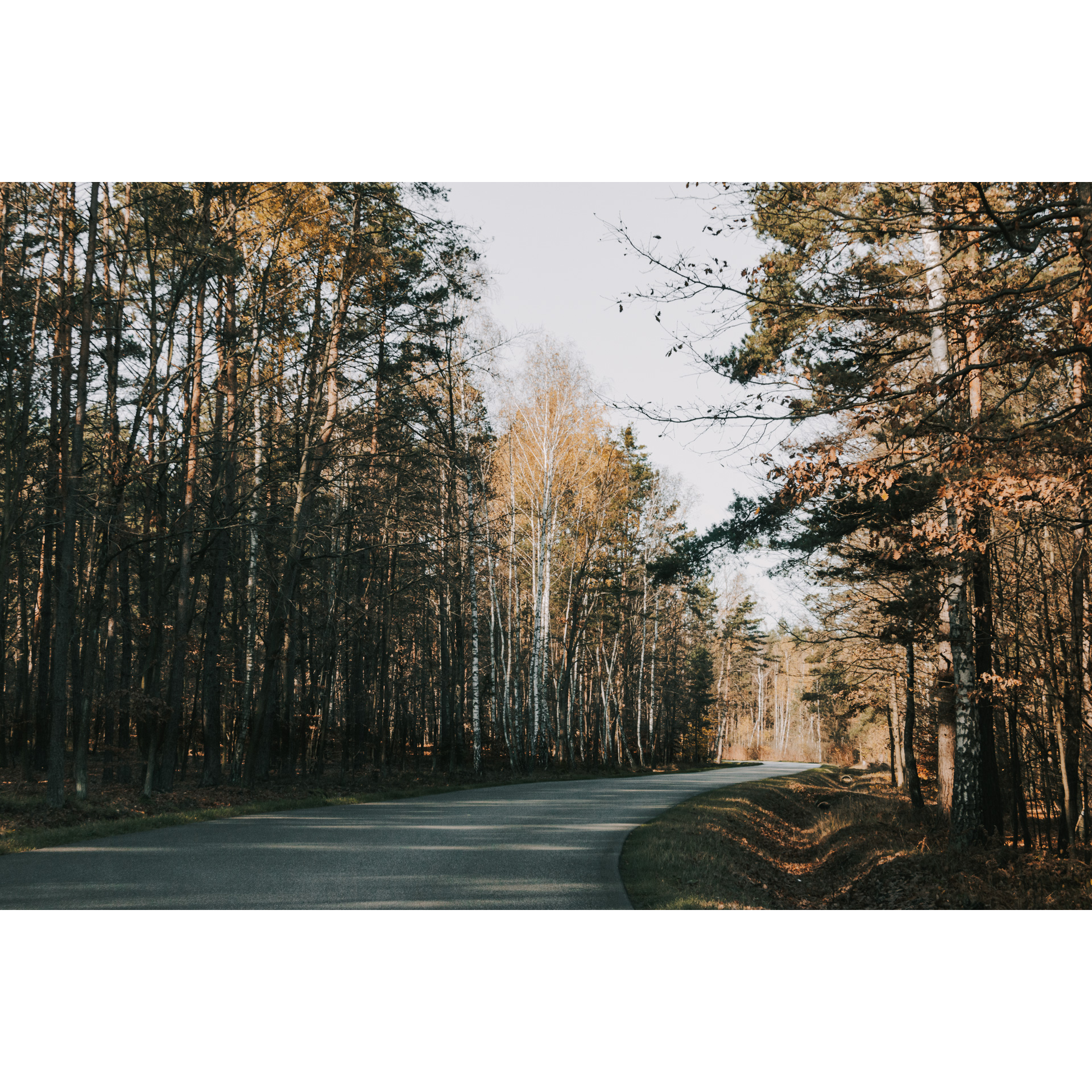 Forest asphalt road turning right among tall coniferous trees