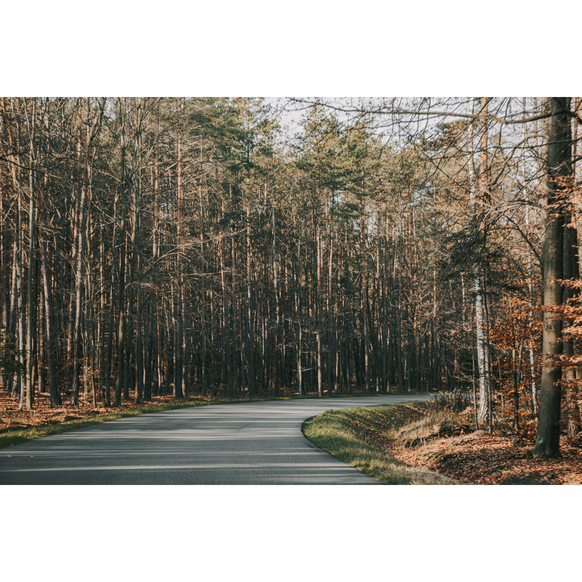 Leśna asfaltowa droga skręcająca w prawo pośród wysokich iglastych drzew