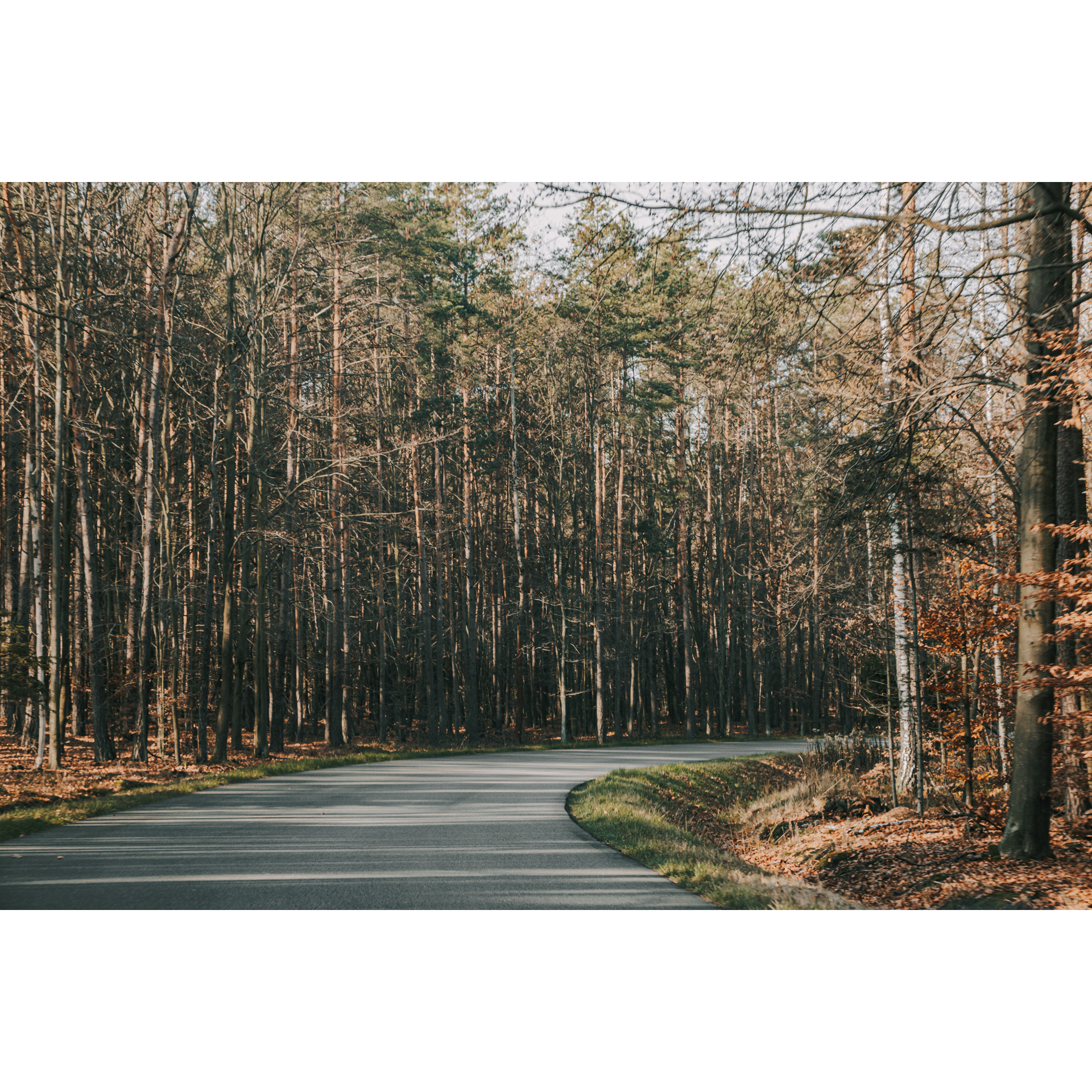 Forest asphalt road turning right among tall coniferous trees