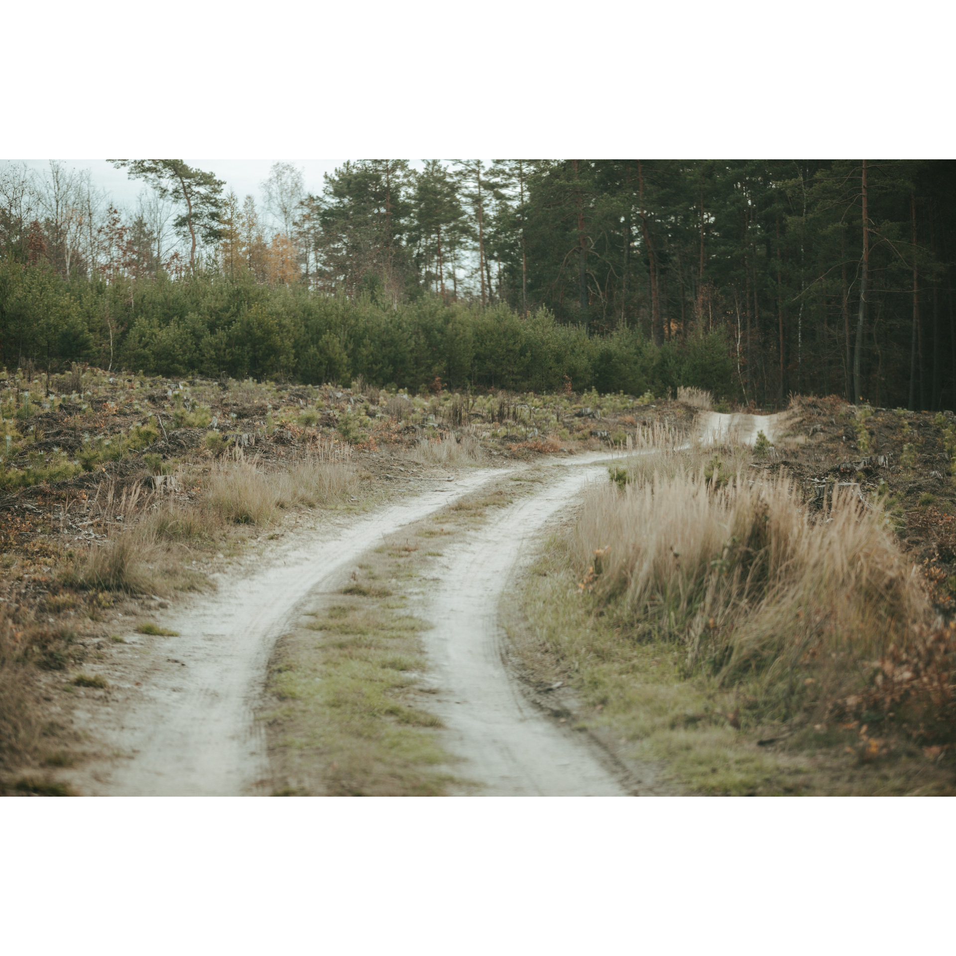 A sandy dirt road running to the right towards the forest