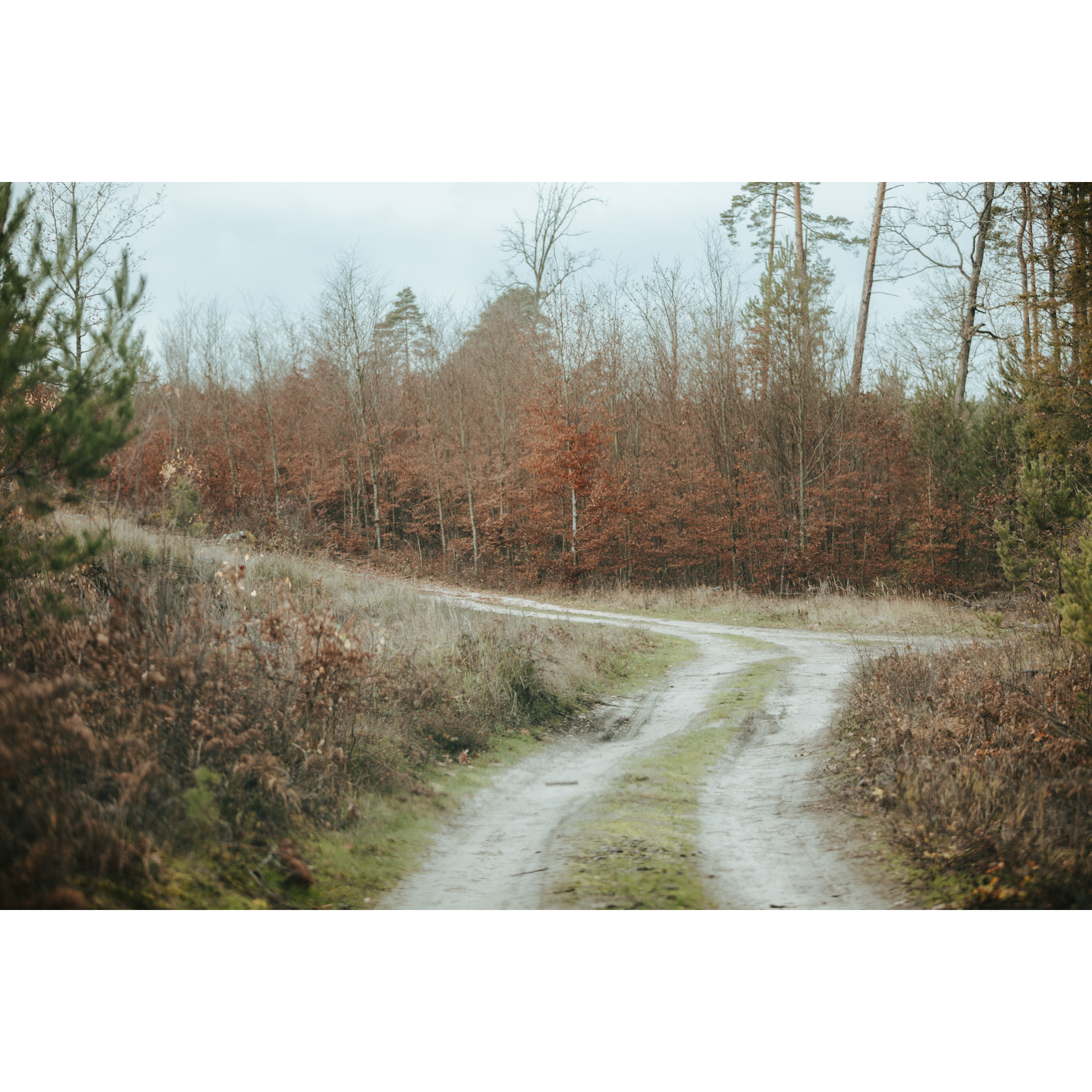 A fork in a sandy dirt road running between low shrubs and trees in shades of brown