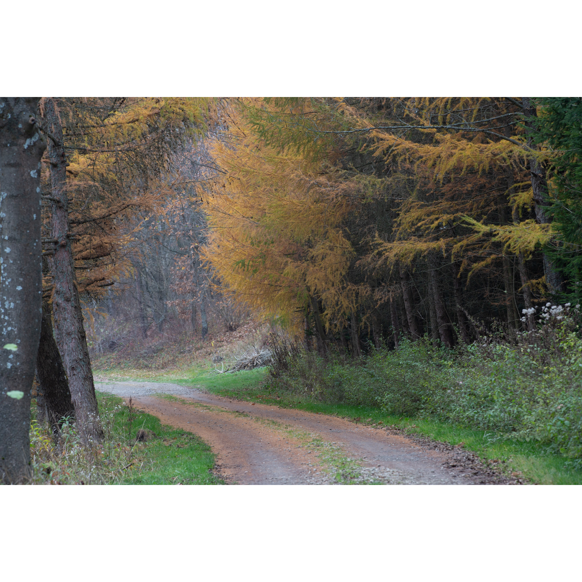 Leśna droga piaszczysta biegnąca między zażółkniętymi drzewami iglastymi i zielonymi krzaczkami