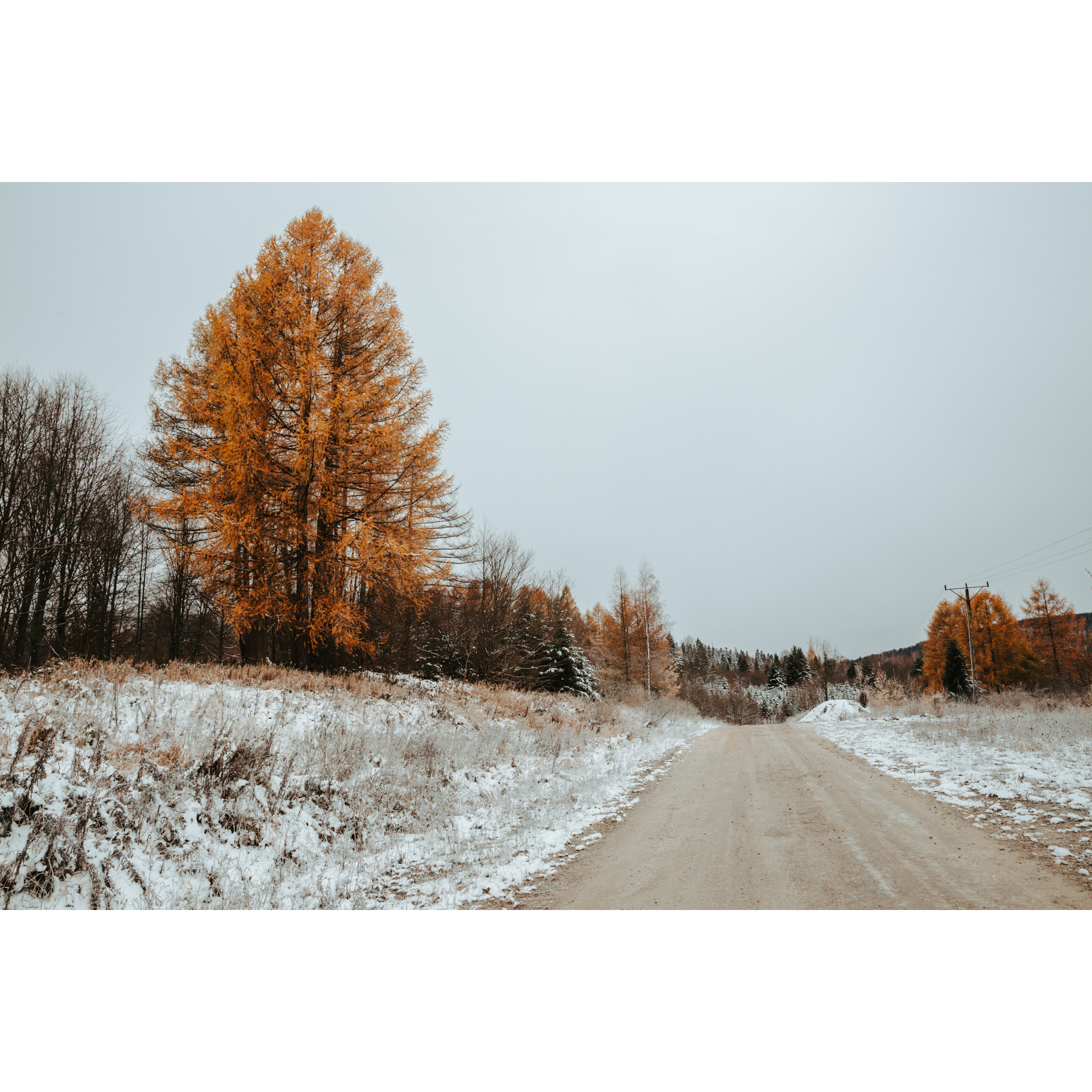 Piaszczysta droga biegnąca wzdłuż zaśnieżonego pobocza, w tle wysokie drzewo w rudo-złotych barwach i niskie kolorowe krzewy i drzewa
